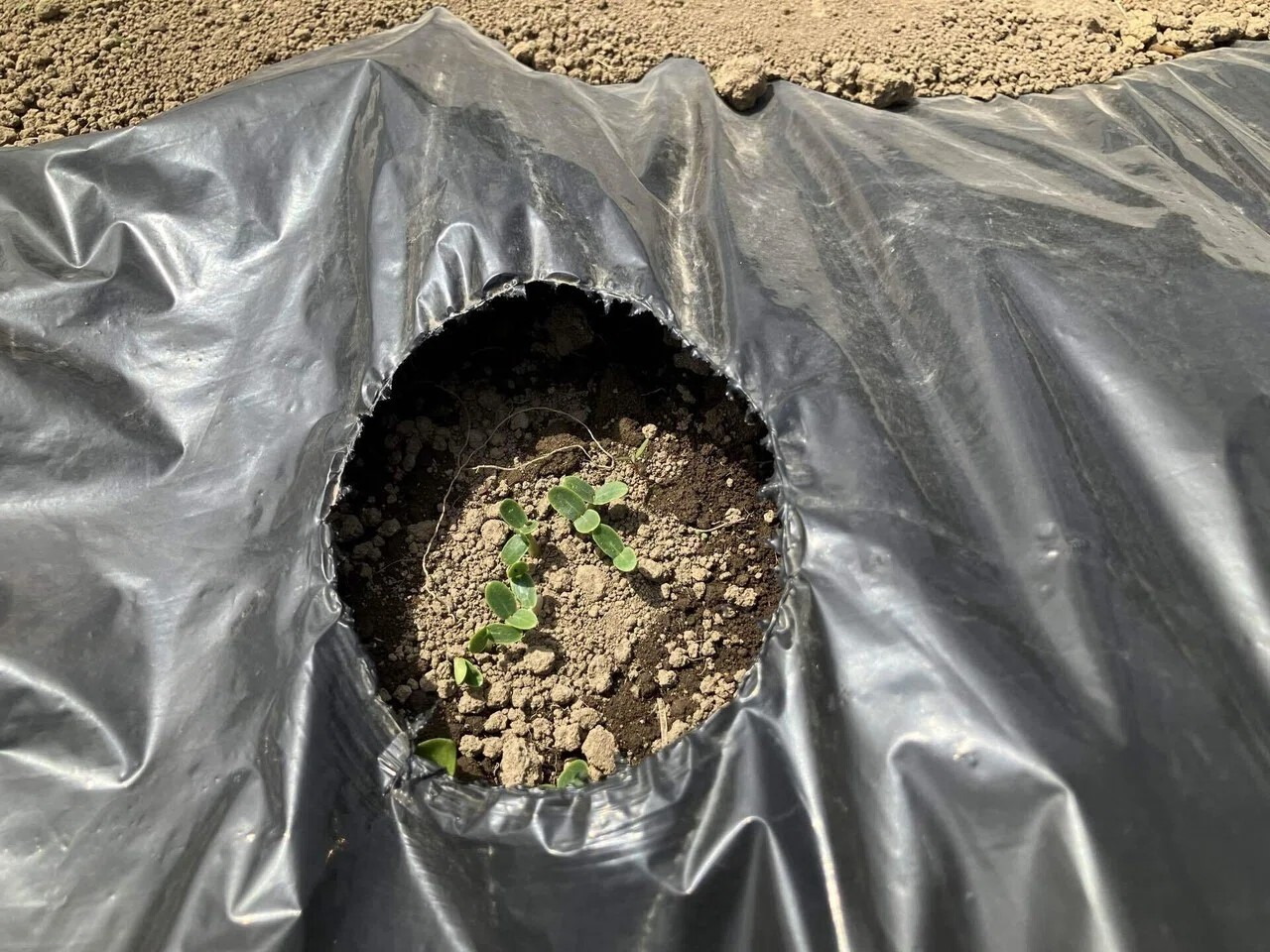 網干メロンの詳細画像 その1