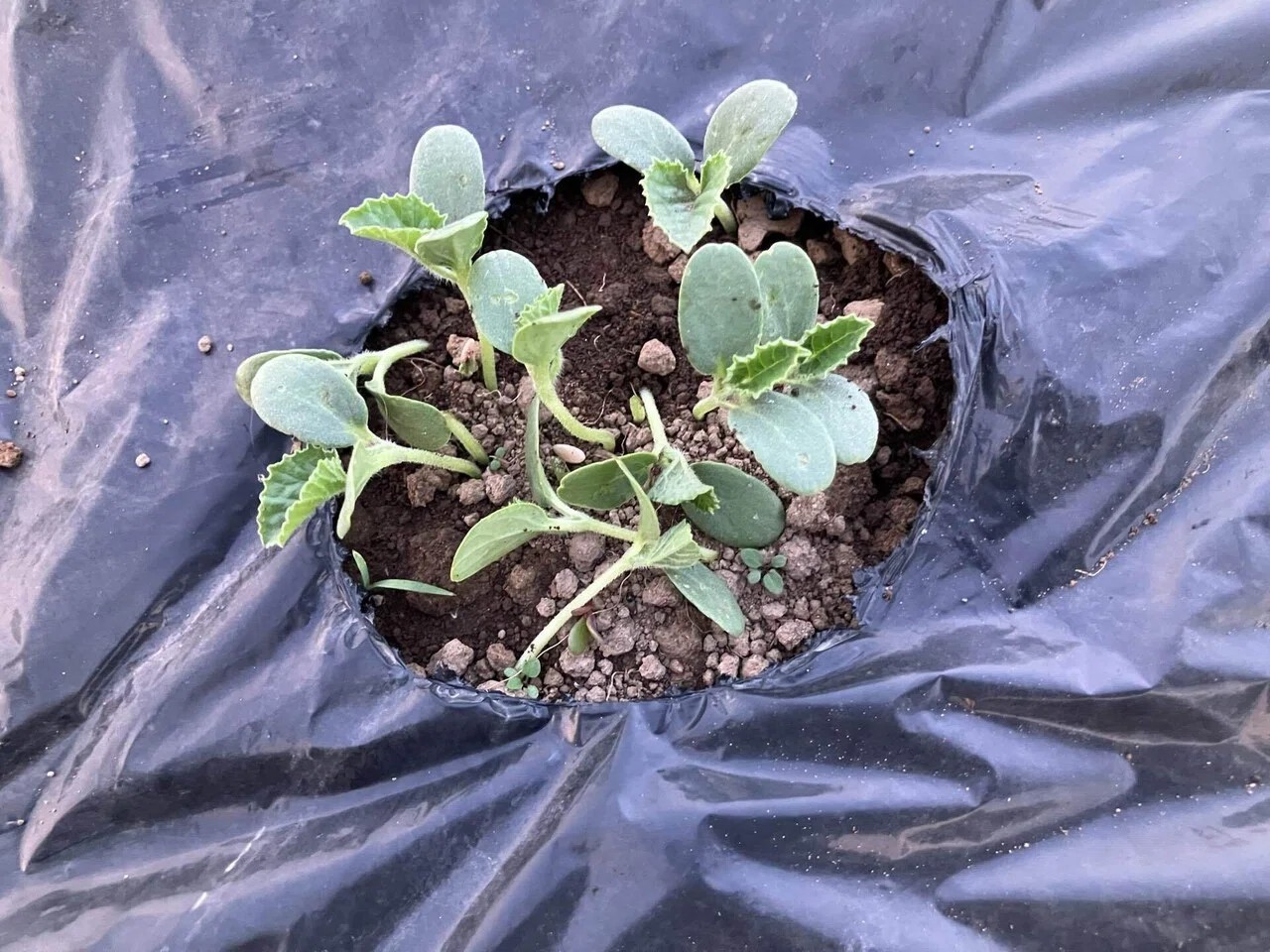 網干メロンの詳細画像 その2