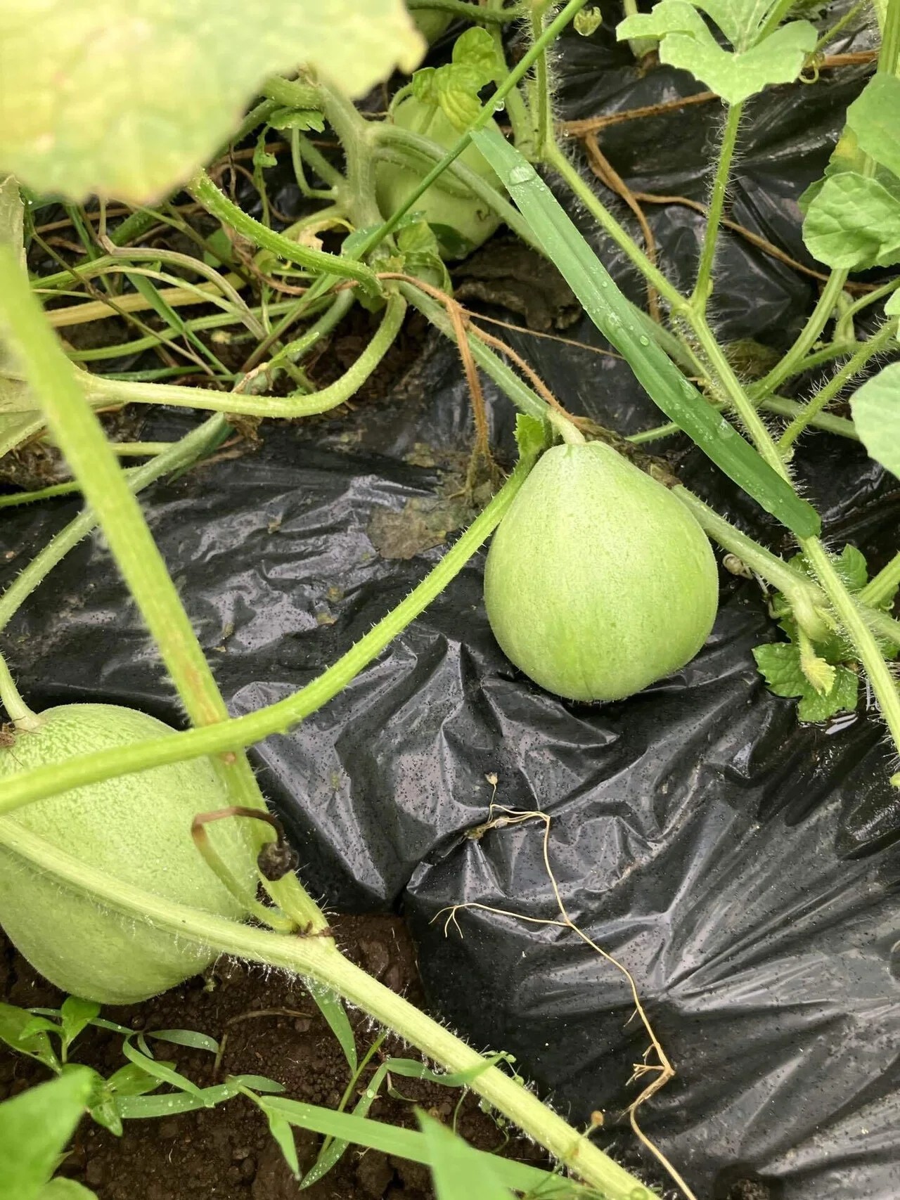 網干メロンの詳細画像 その5