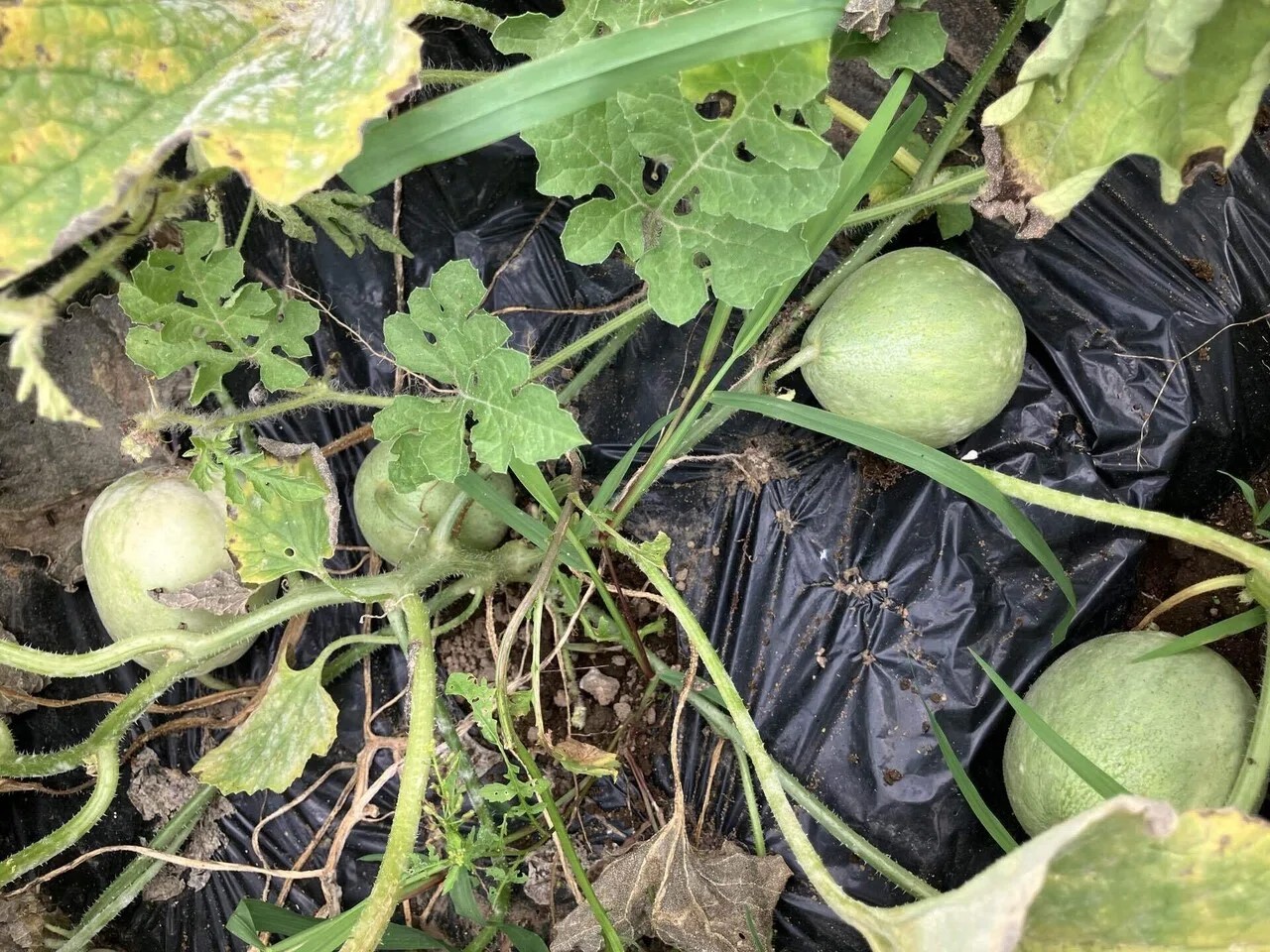 網干メロンの詳細画像 その6