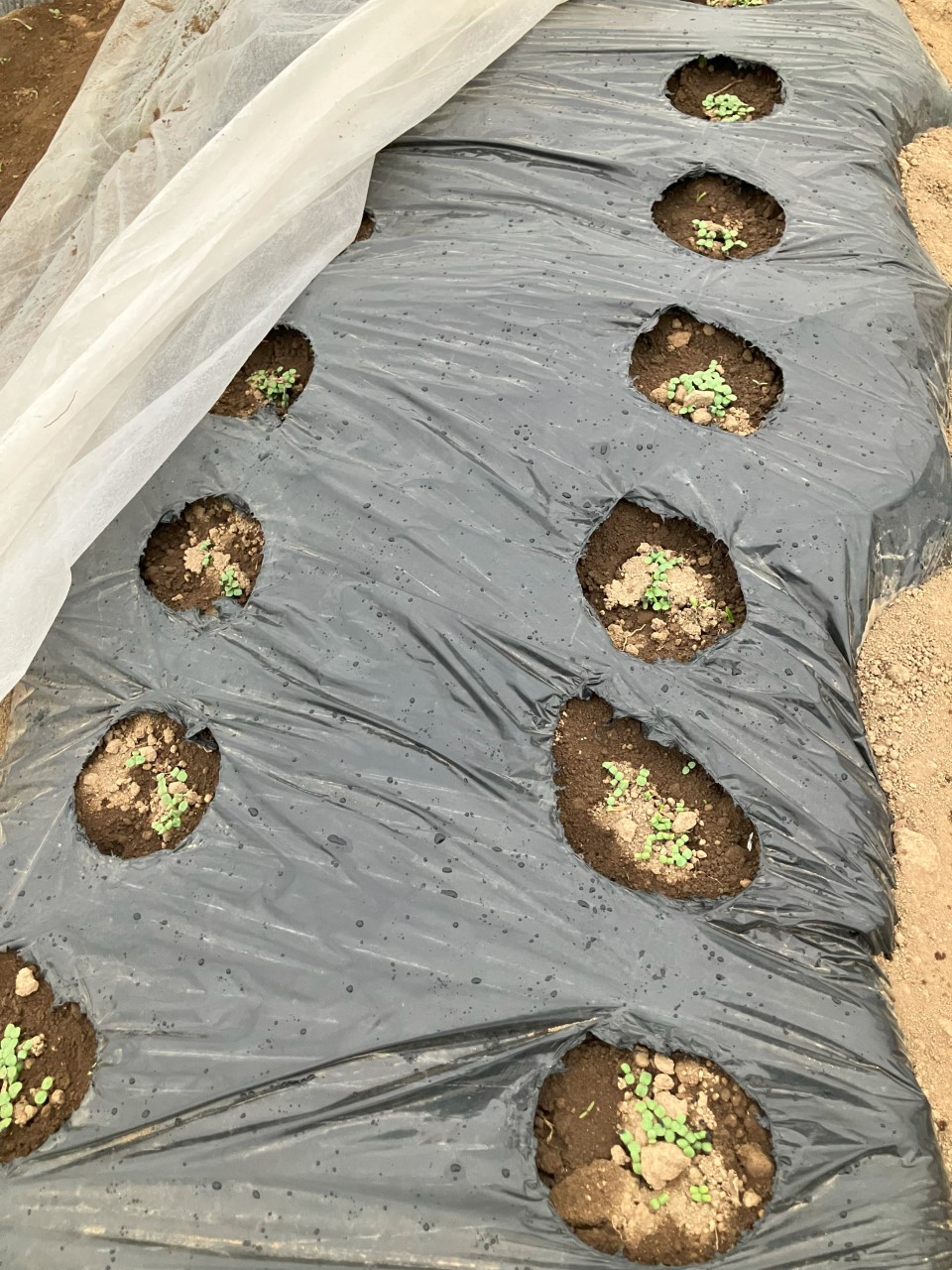 黒ゴマの詳細画像 その1