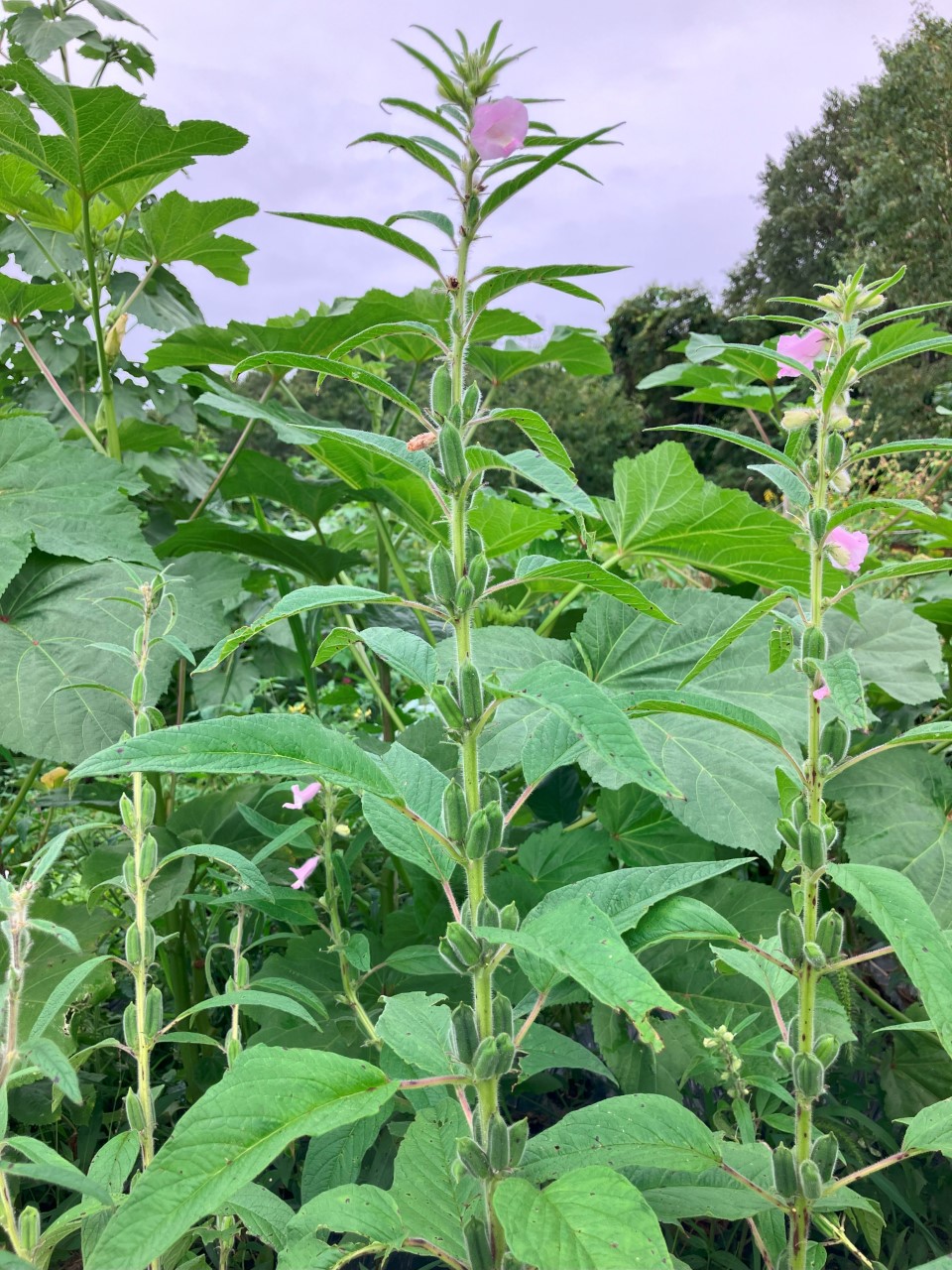 黒ゴマの詳細画像 その11