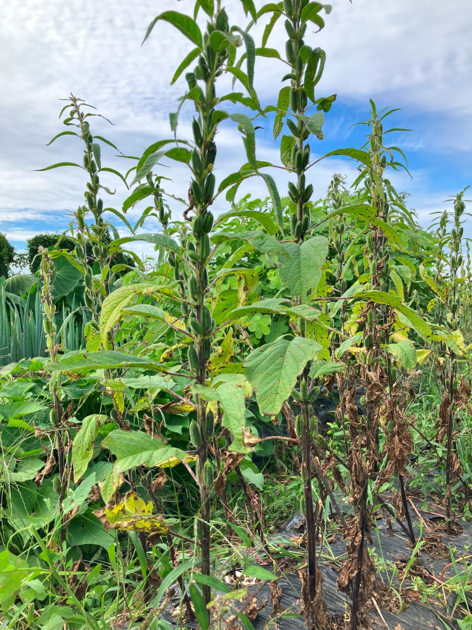 黒ゴマの詳細画像 その13