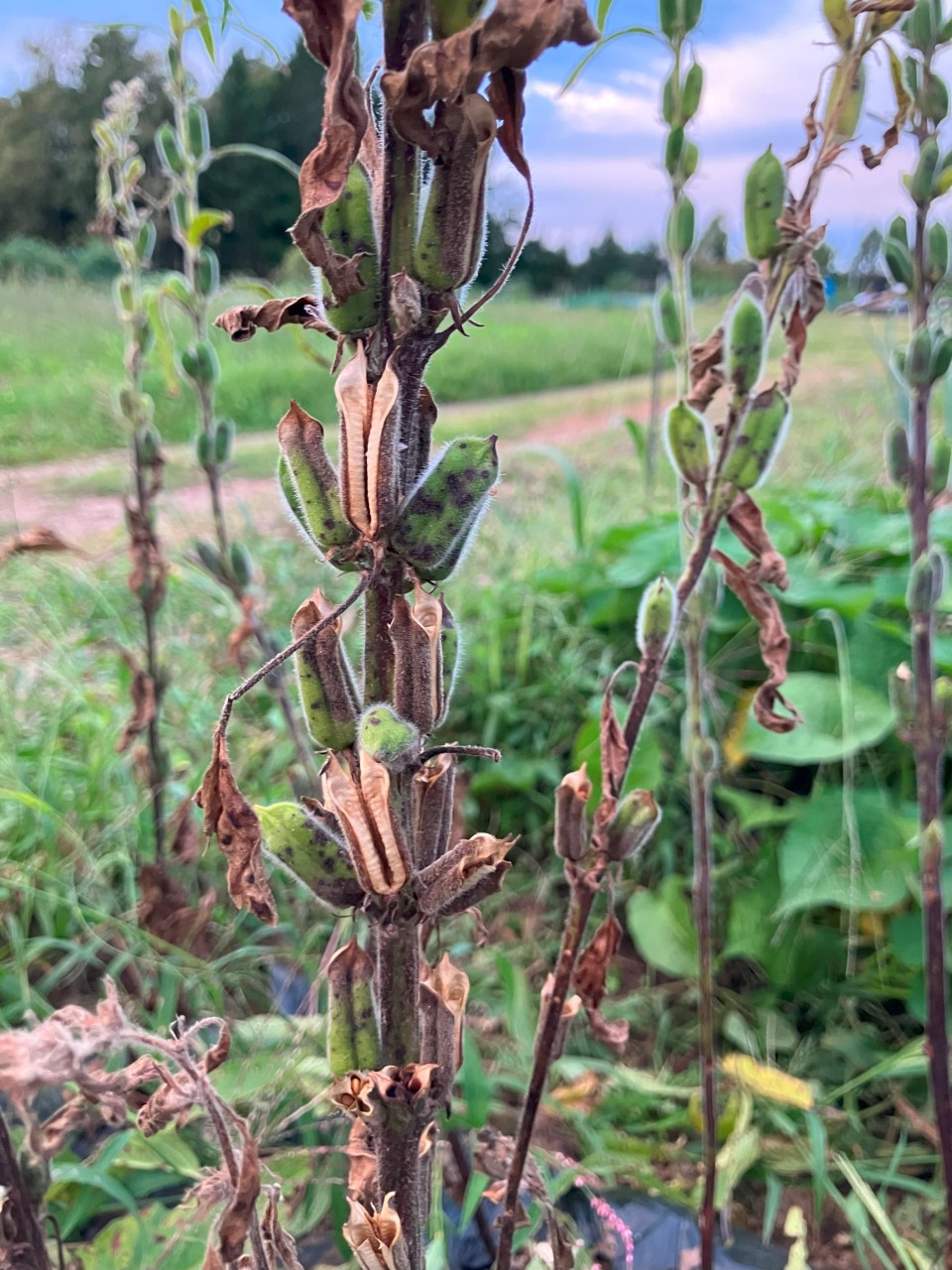 黒ゴマの詳細画像 その14