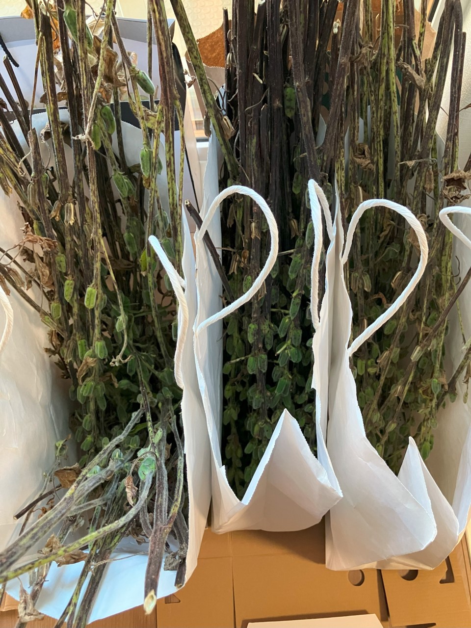 黒ゴマの詳細画像 その15