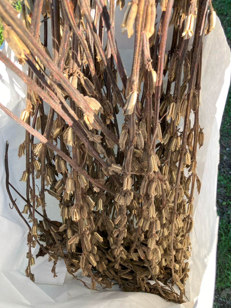 黒ゴマの詳細画像 その16