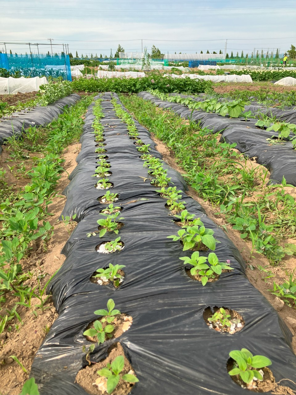 黒ゴマの詳細画像 その2