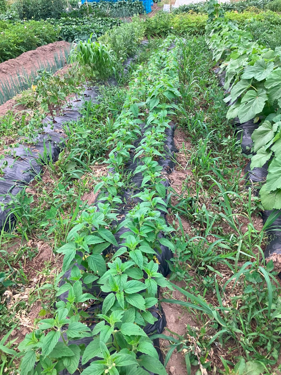 黒ゴマの詳細画像 その3