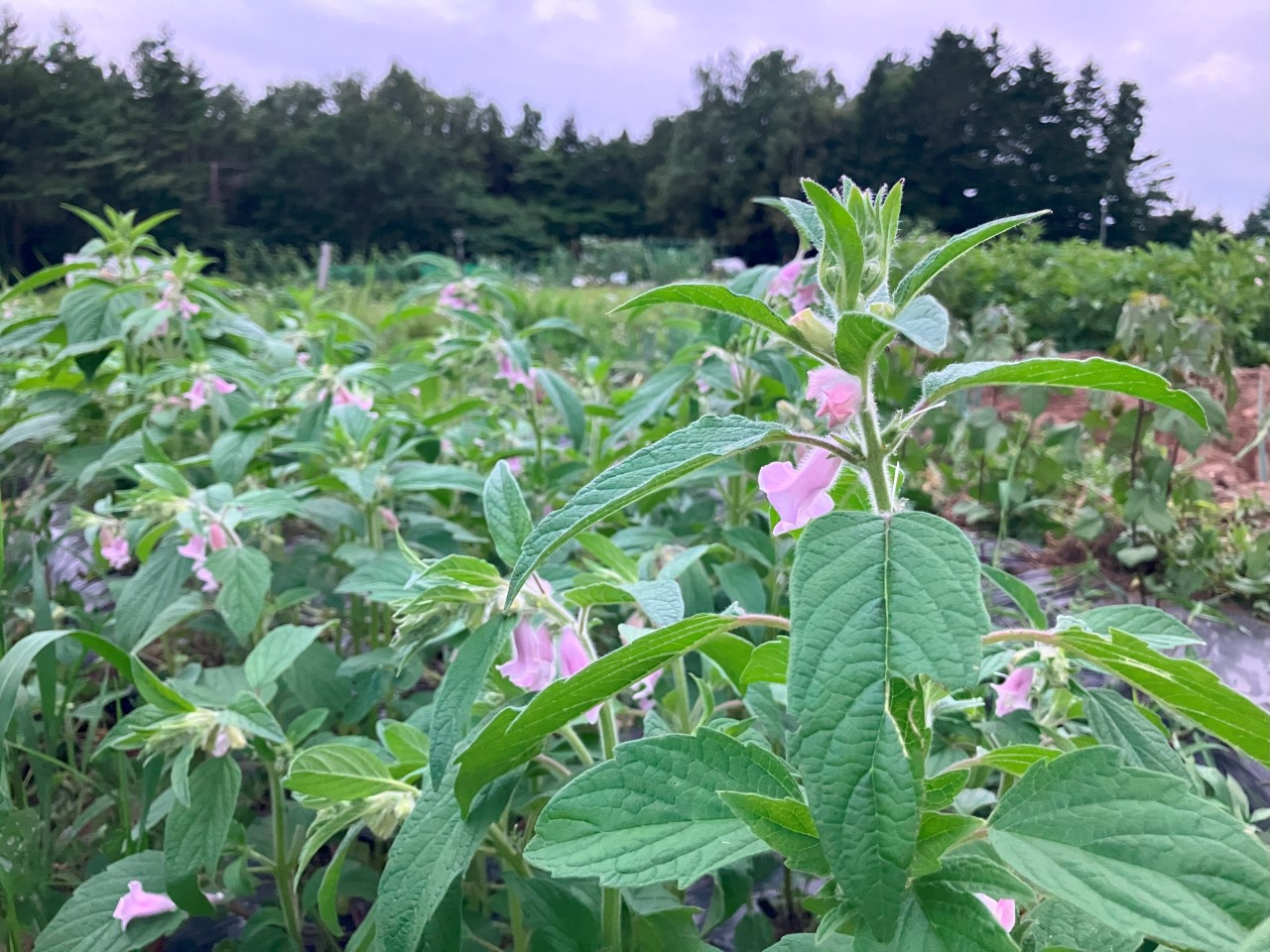 黒ゴマの詳細画像 その4