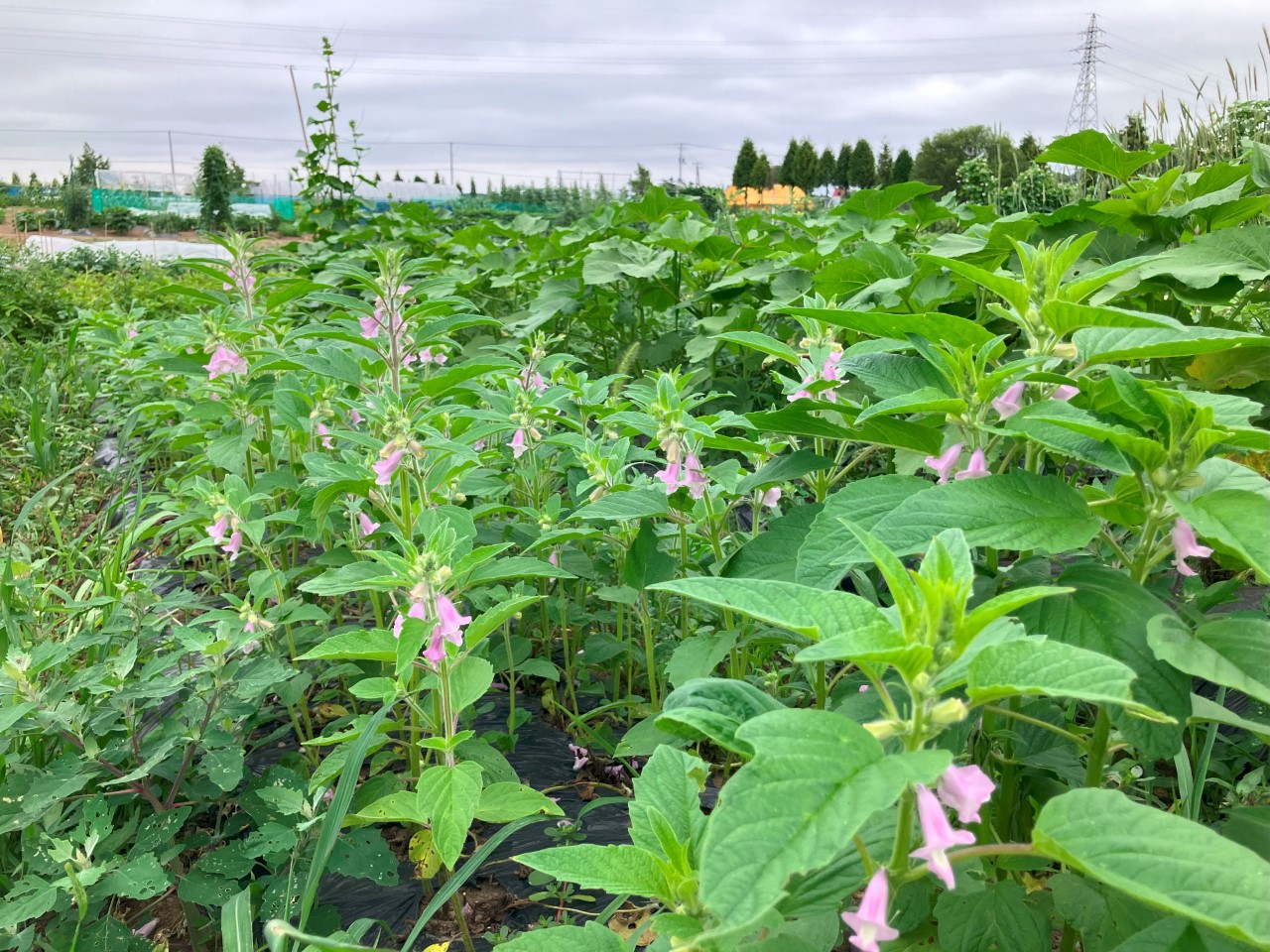 黒ゴマの詳細画像 その6