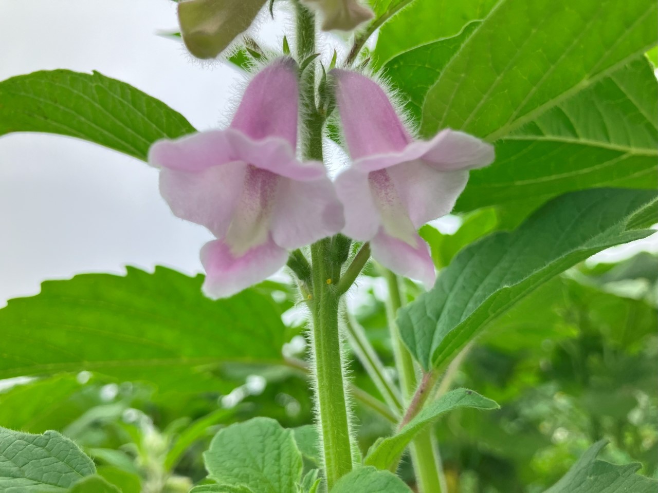 黒ゴマの詳細画像 その7