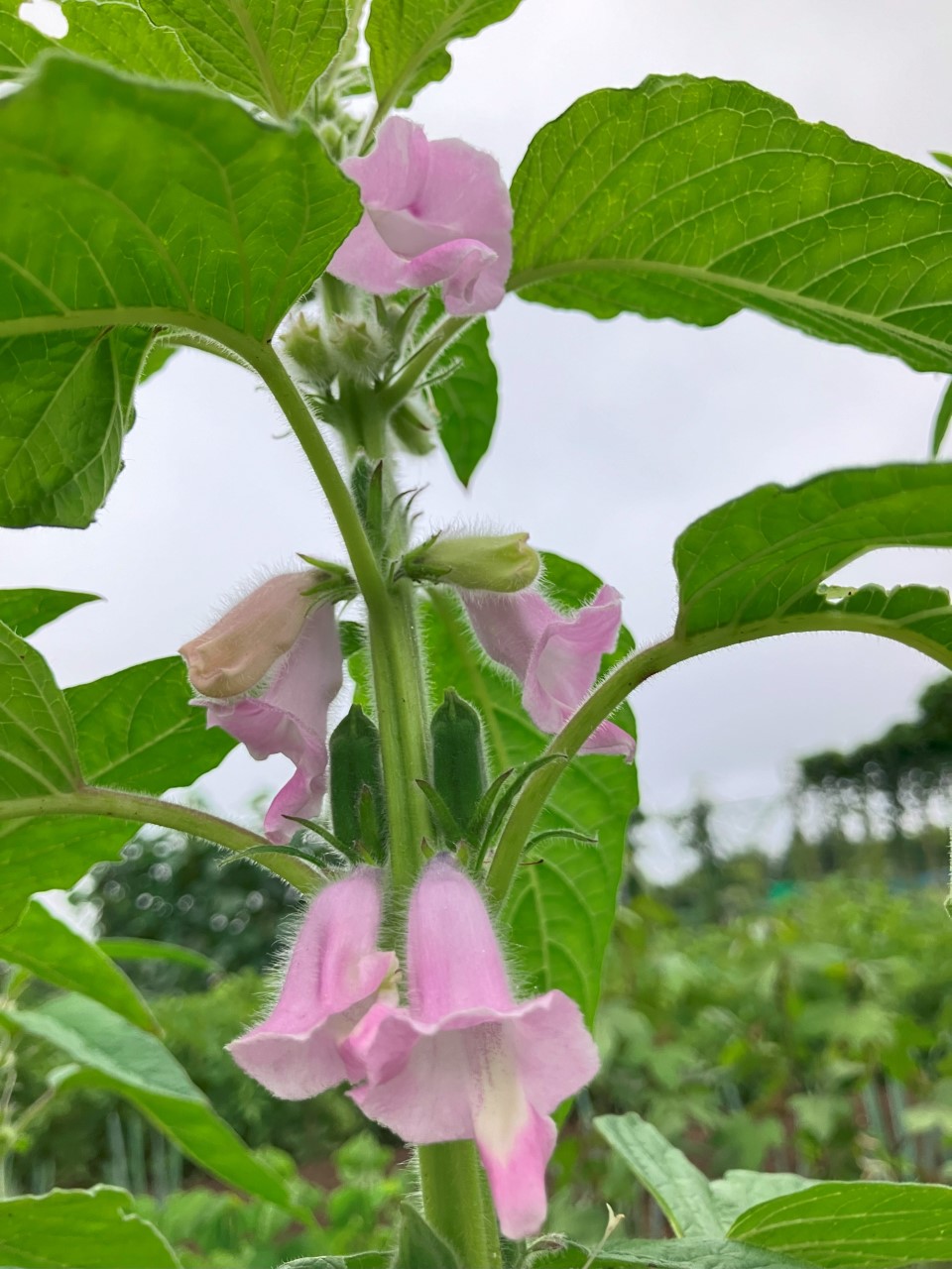 黒ゴマの詳細画像 その8