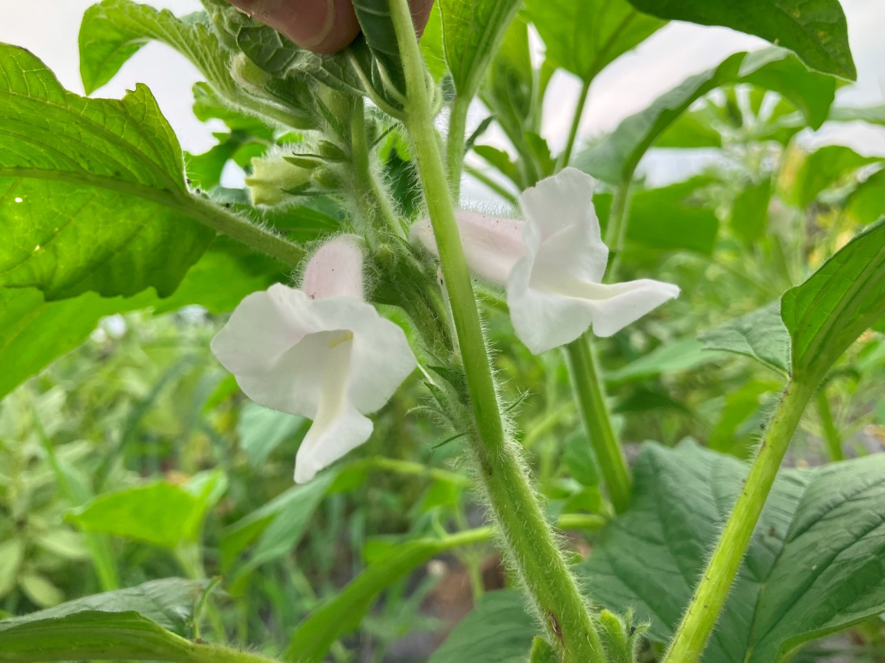 黒ゴマの詳細画像 その9