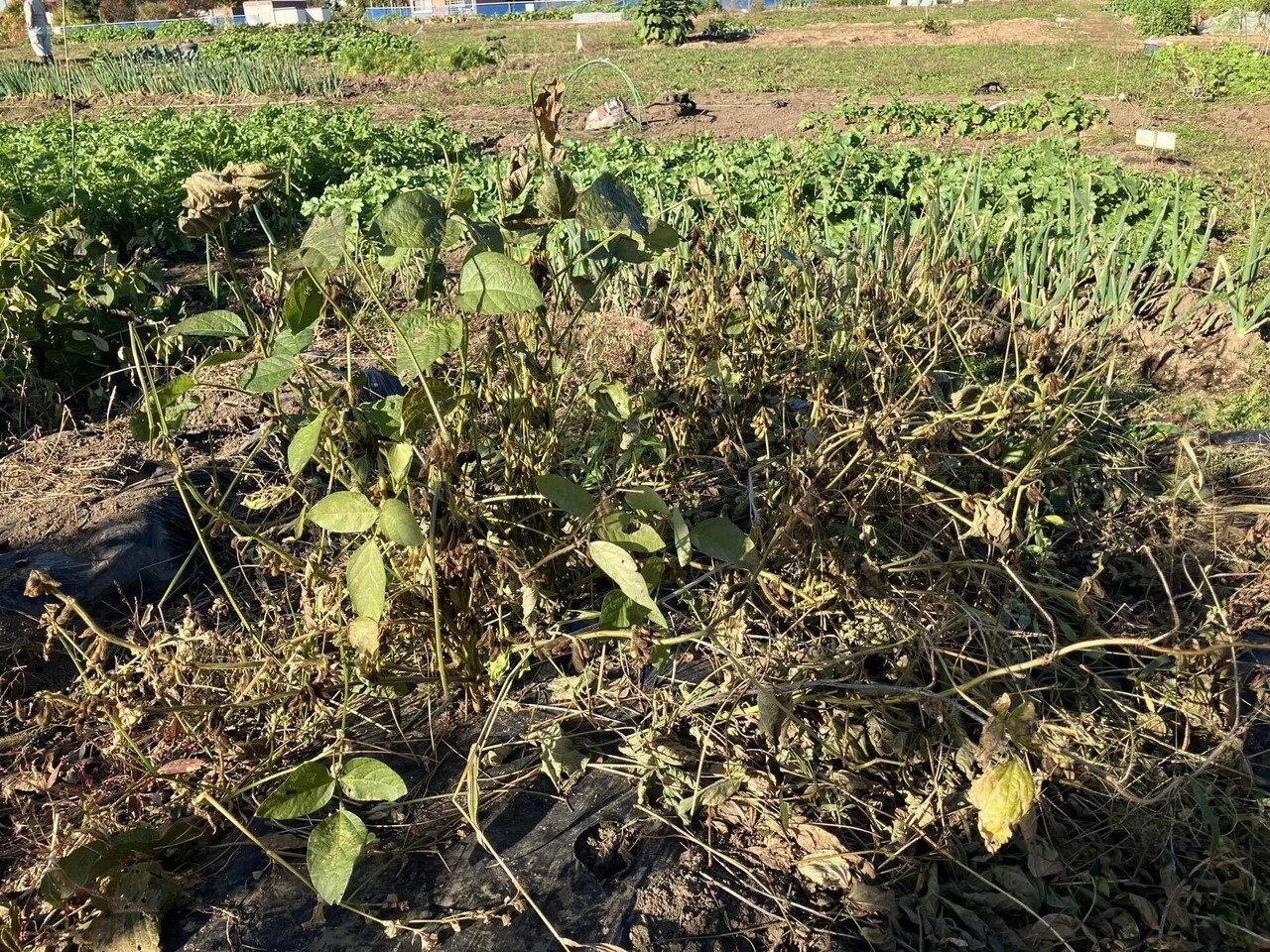 黒千石の詳細画像 その1