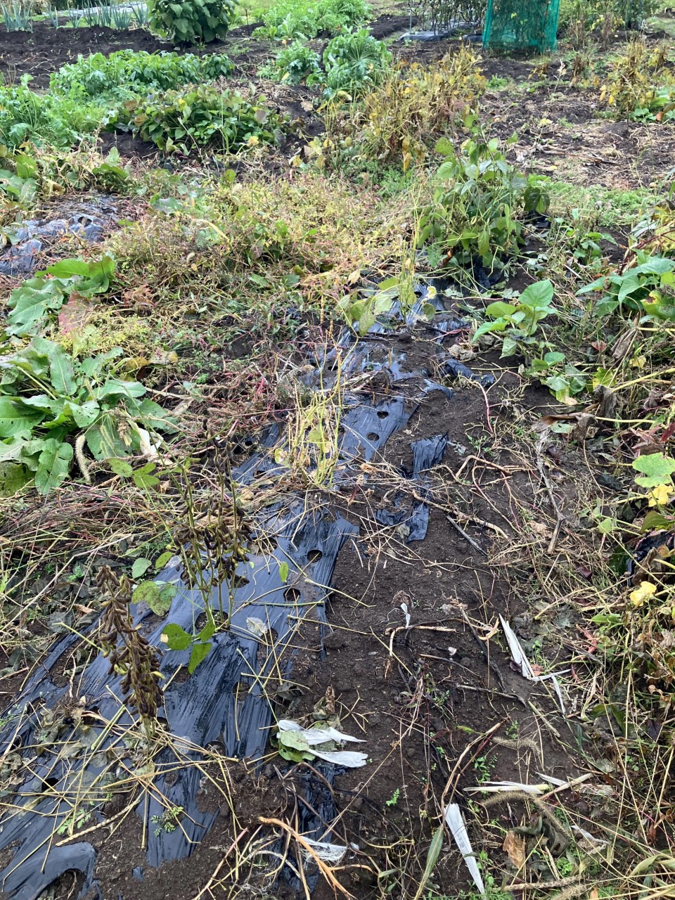 黒千石の詳細画像 その2