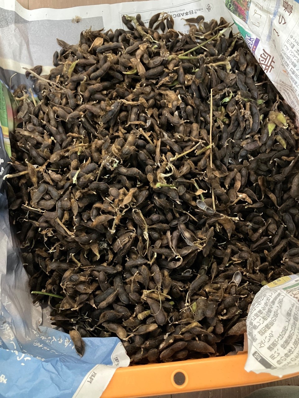 黒千石の詳細画像 その3