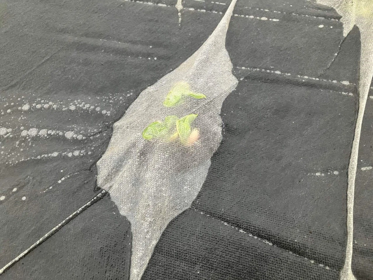 紅絞金時菜豆の詳細画像 その1