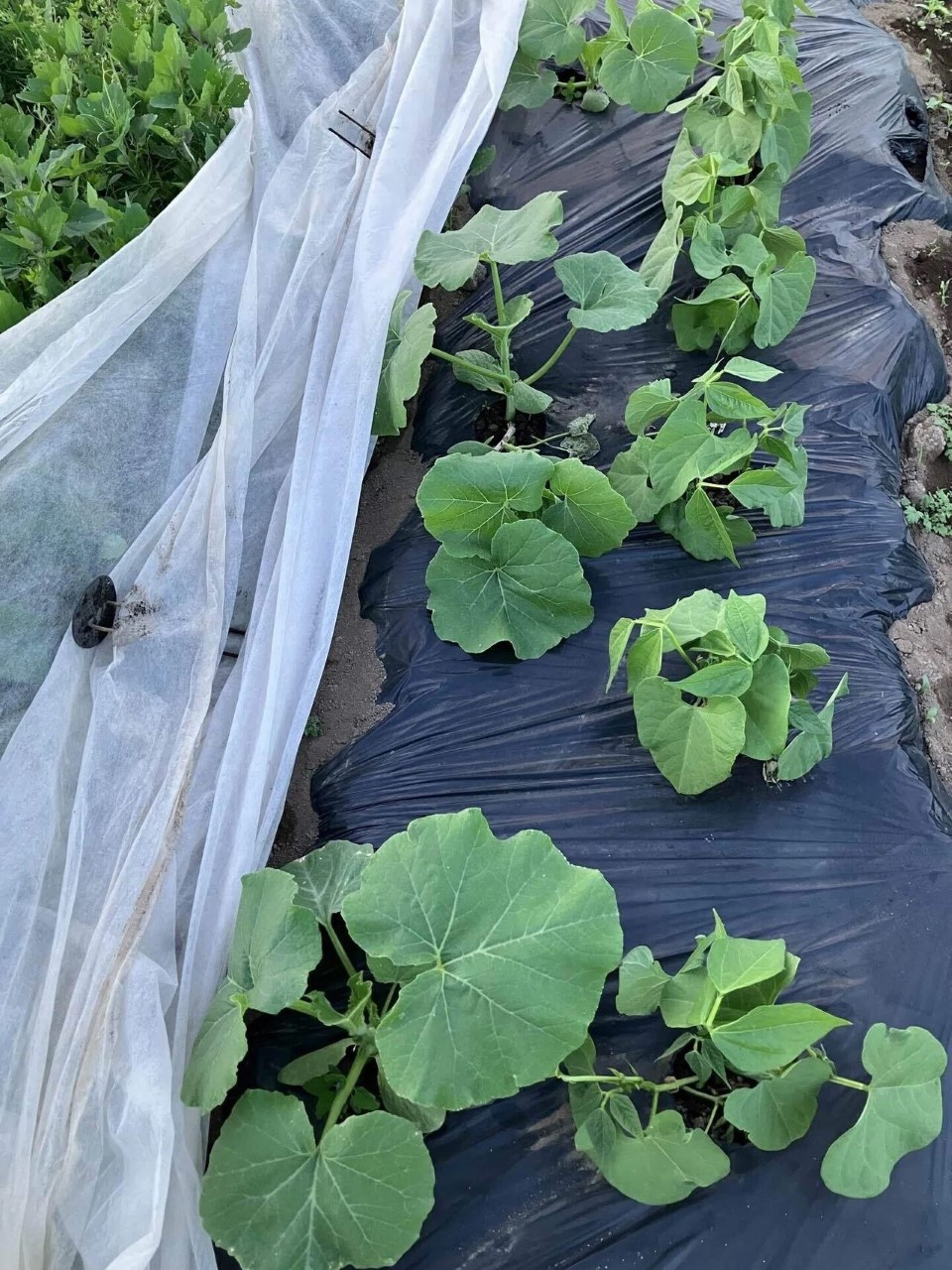 紅絞金時菜豆の詳細画像 その2