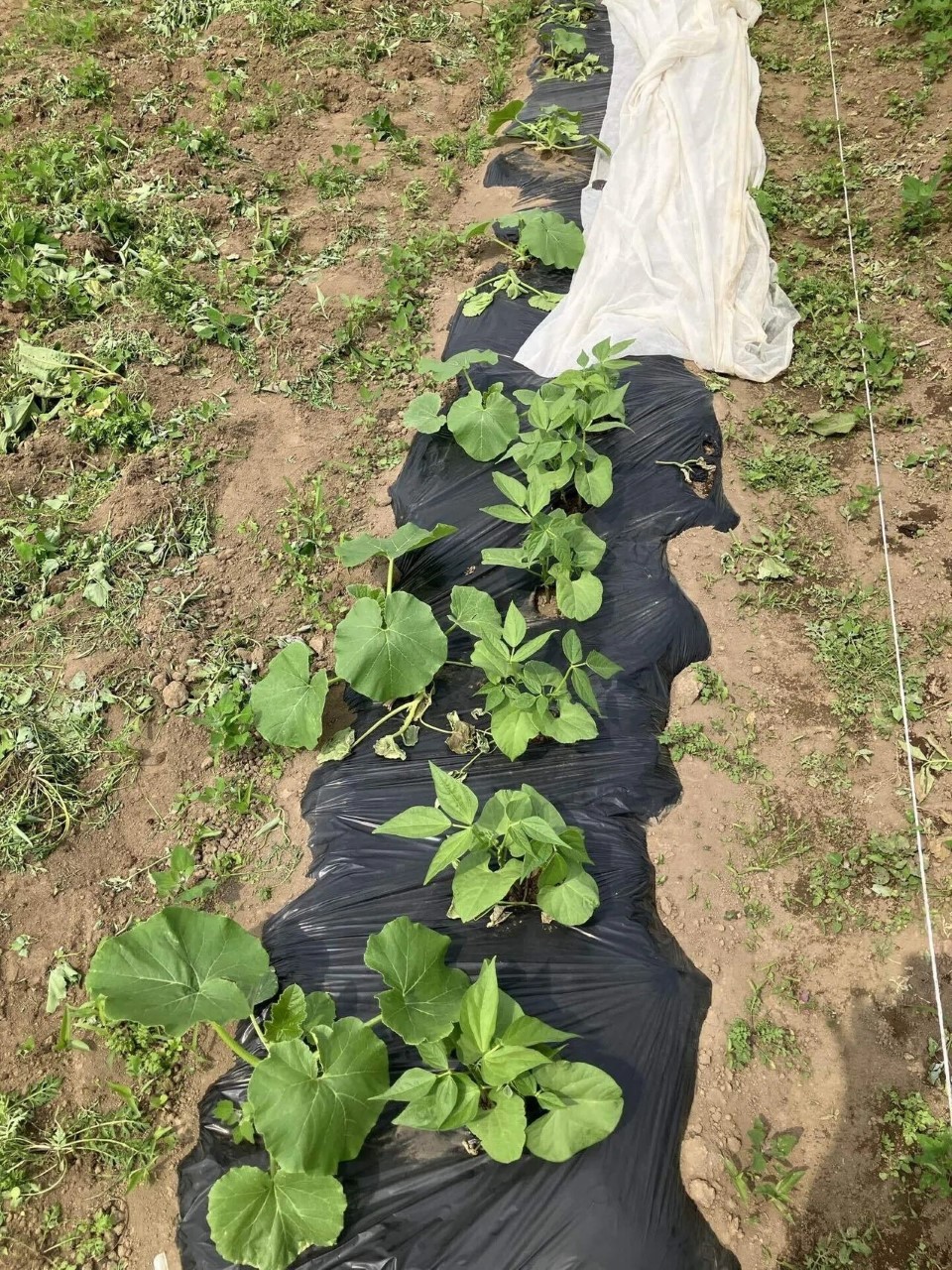 紅絞金時菜豆の詳細画像 その3