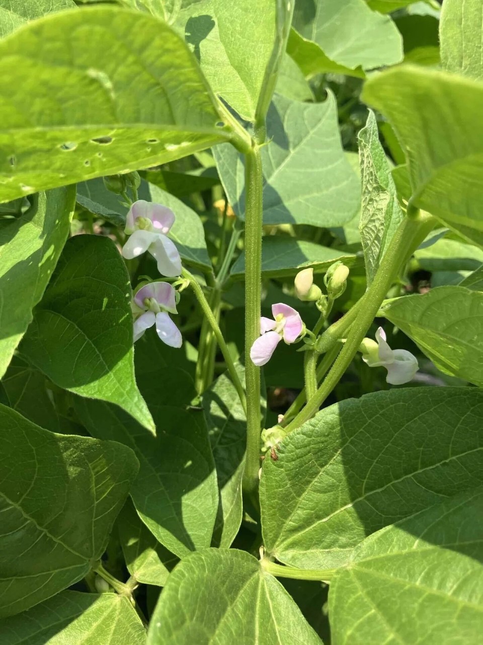 紅絞金時菜豆の詳細画像 その4