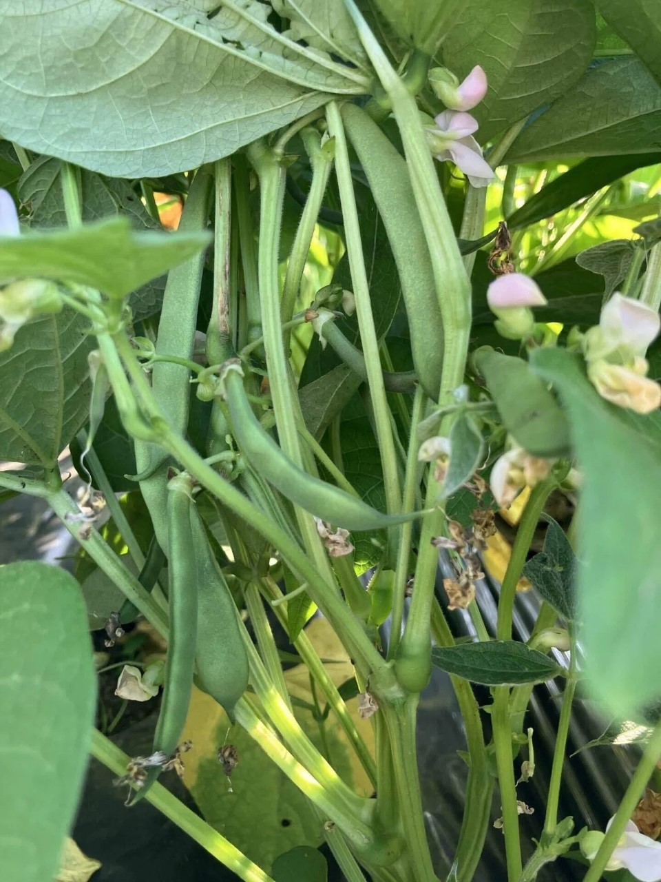 紅絞金時菜豆の詳細画像 その5