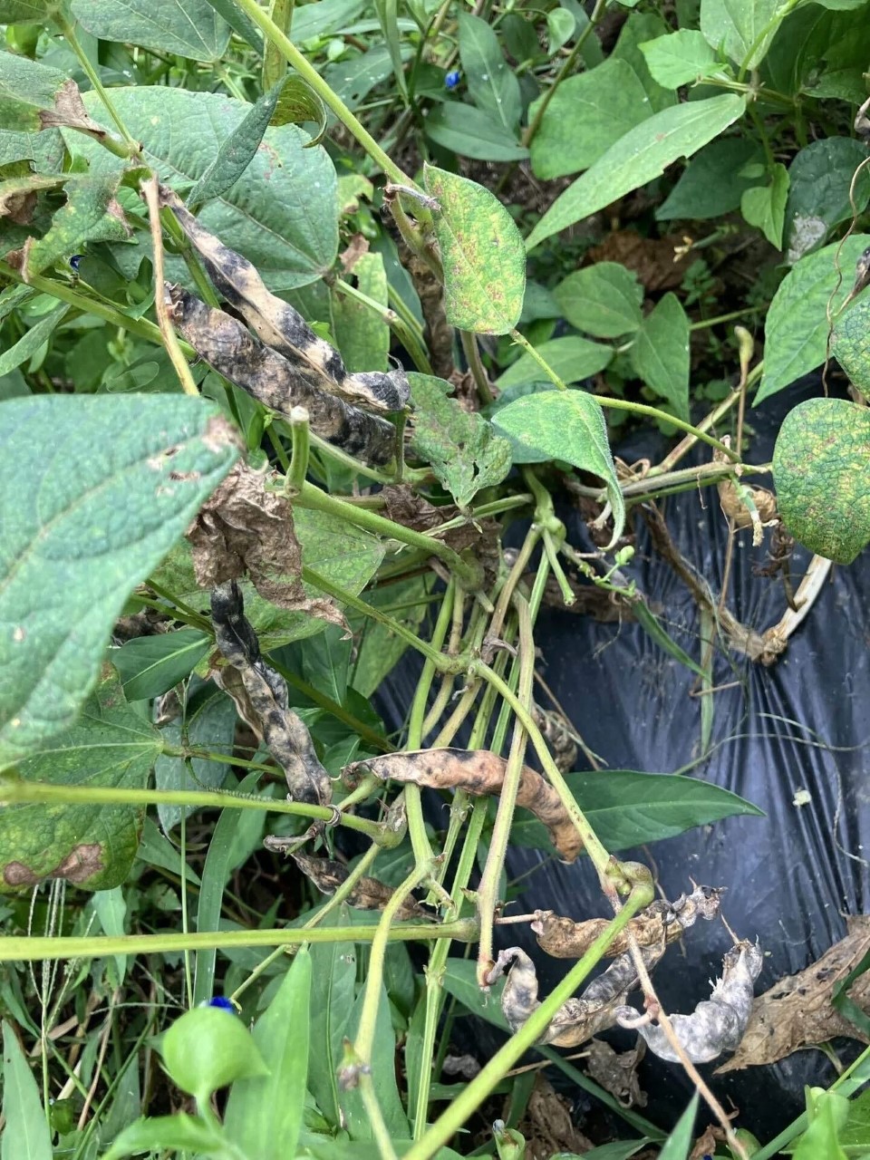 紅絞金時菜豆の詳細画像 その8