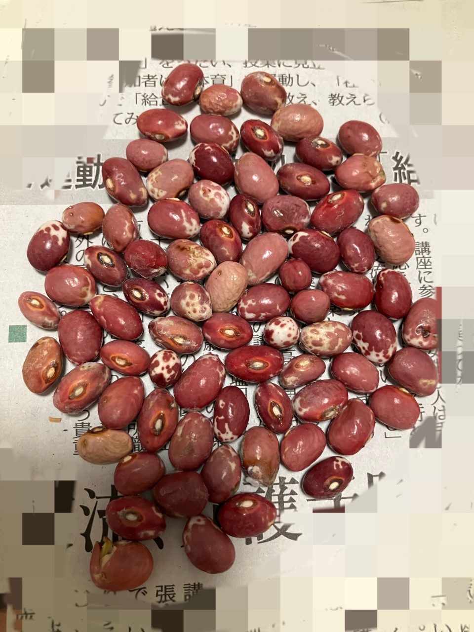 紅絞金時菜豆の詳細画像 その9