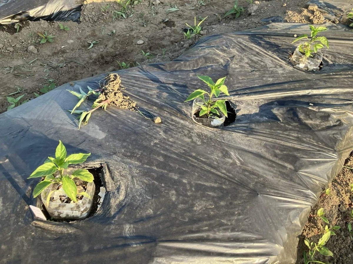 あじめこしょうの詳細画像 その10