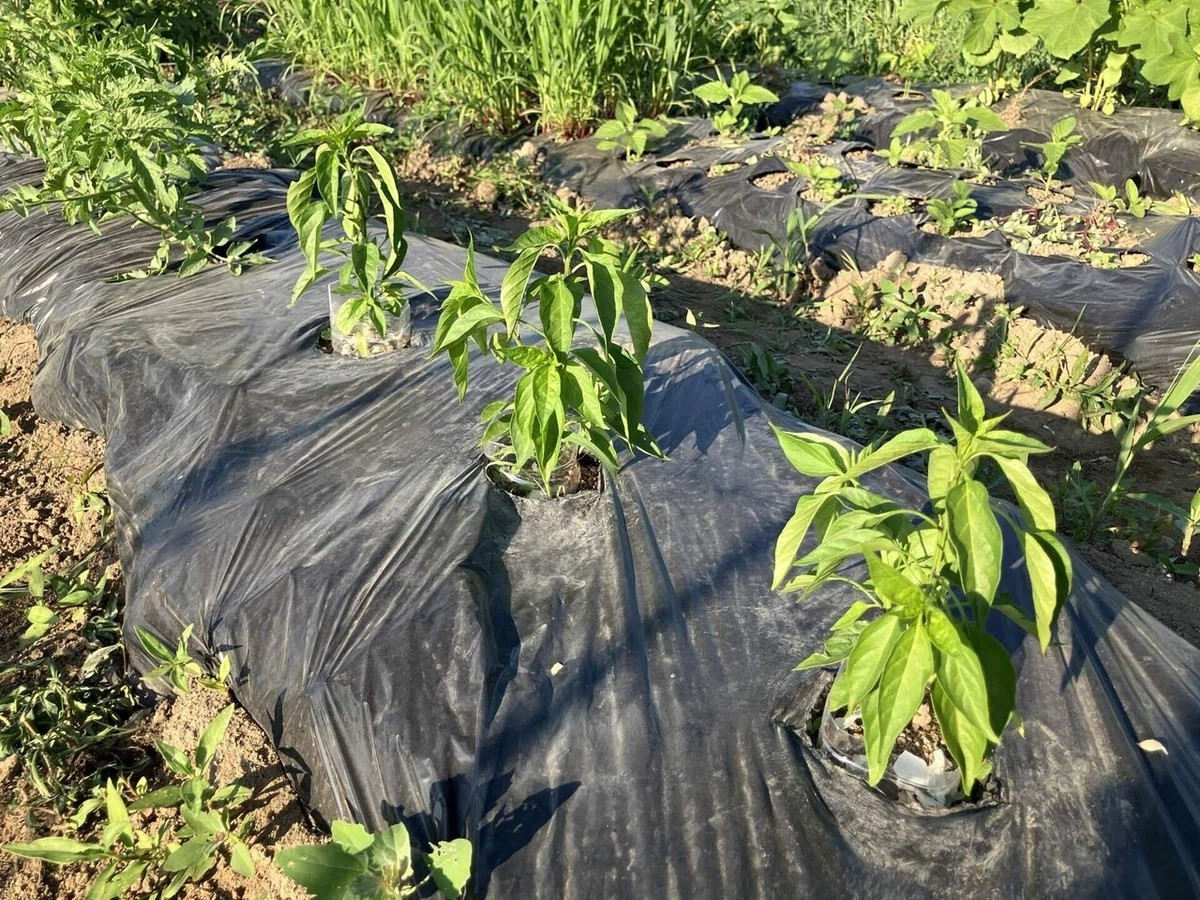 あじめこしょうの詳細画像 その11