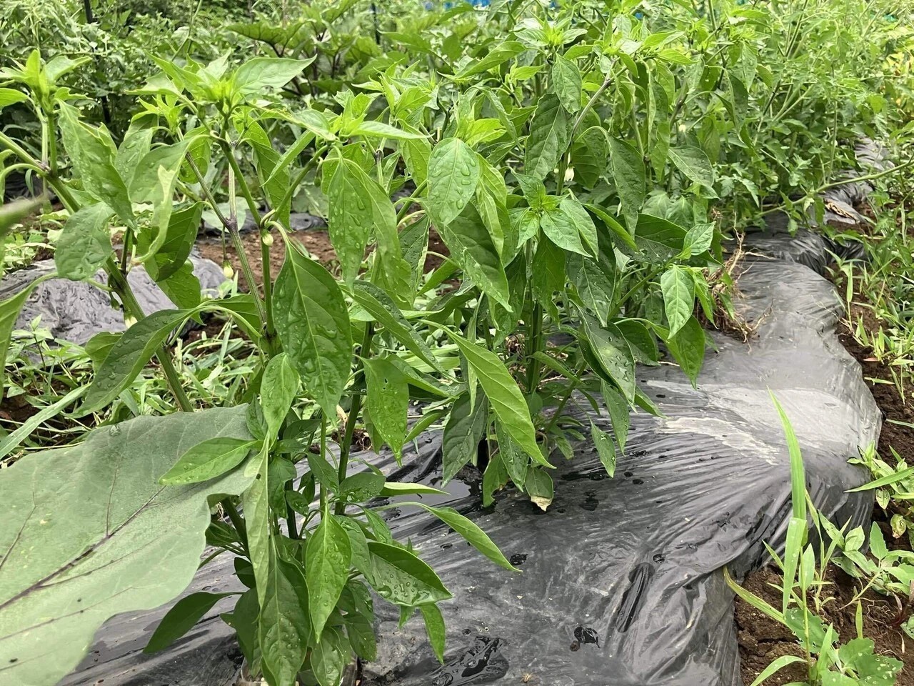 あじめこしょうの詳細画像 その12