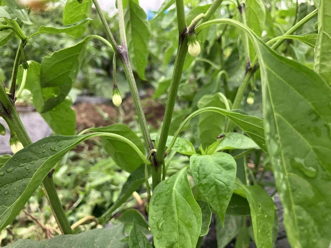 あじめこしょうの詳細画像 その13