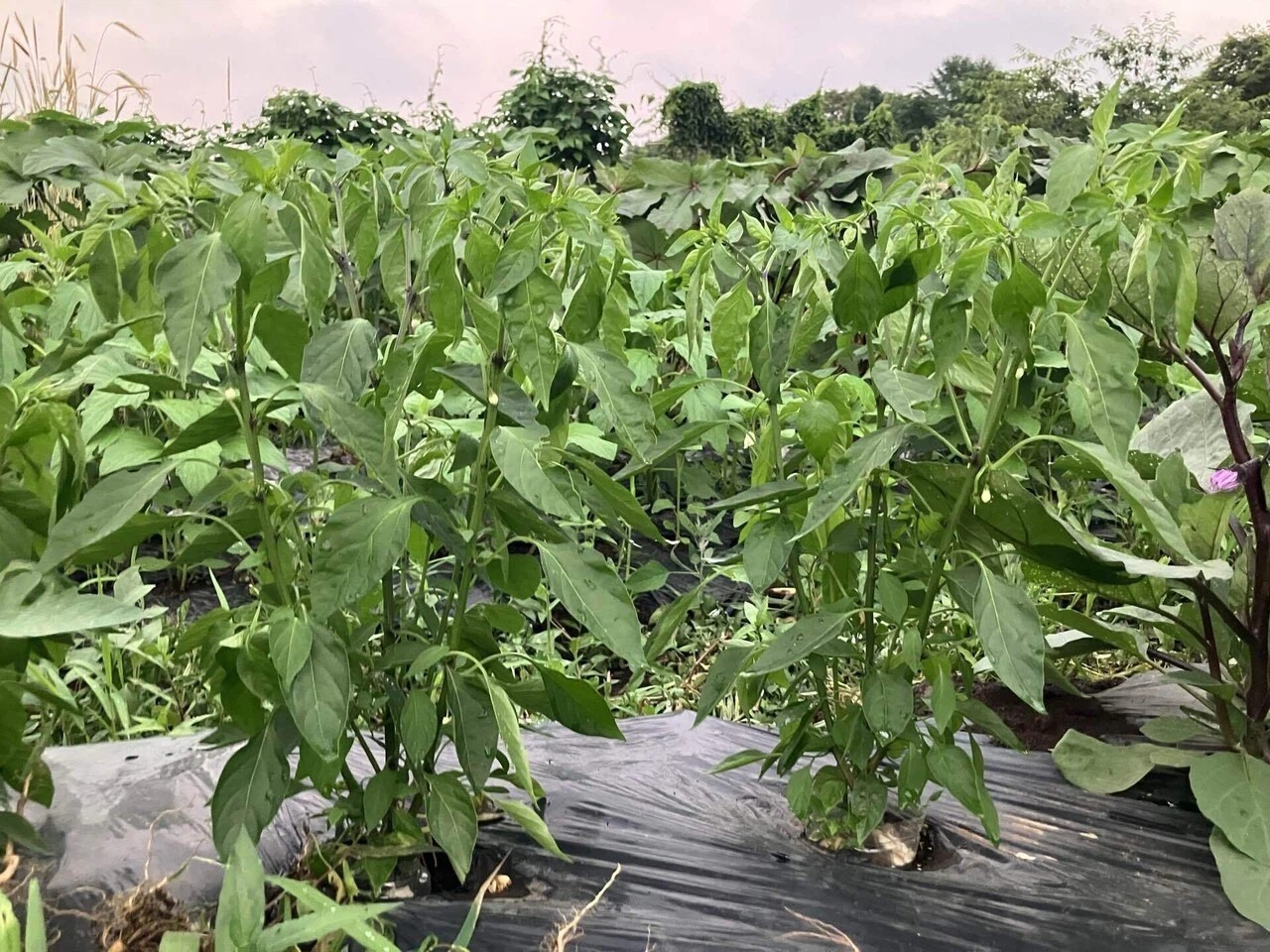 あじめこしょうの詳細画像 その14