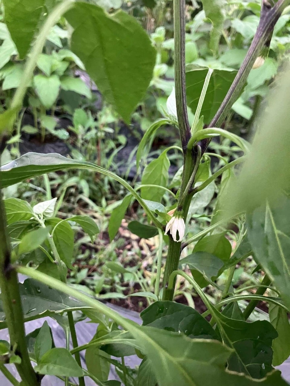 あじめこしょうの詳細画像 その15