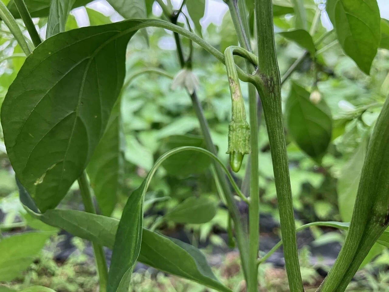 あじめこしょうの詳細画像 その16