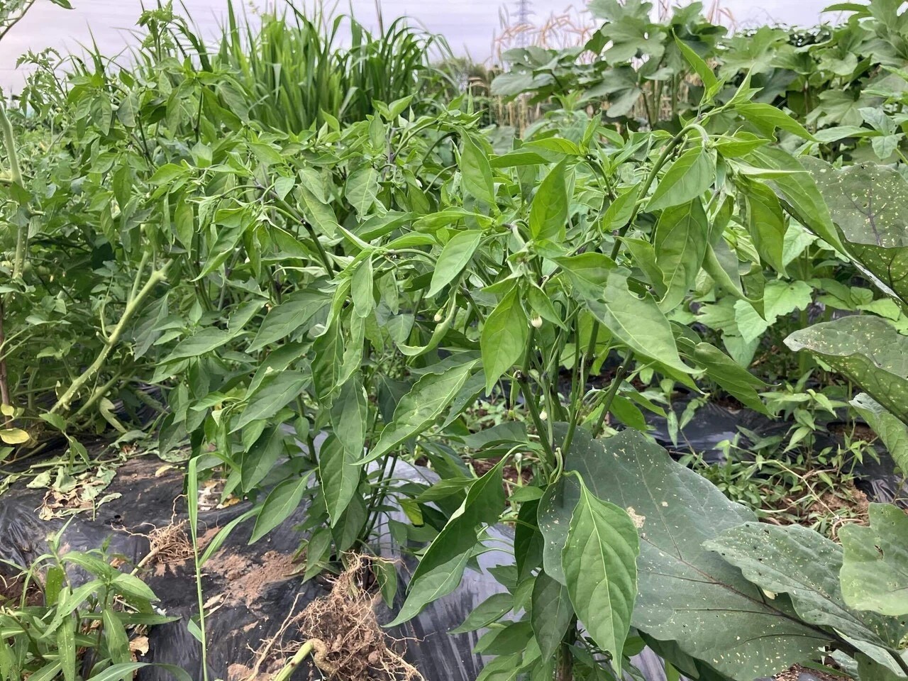 あじめこしょうの詳細画像 その17