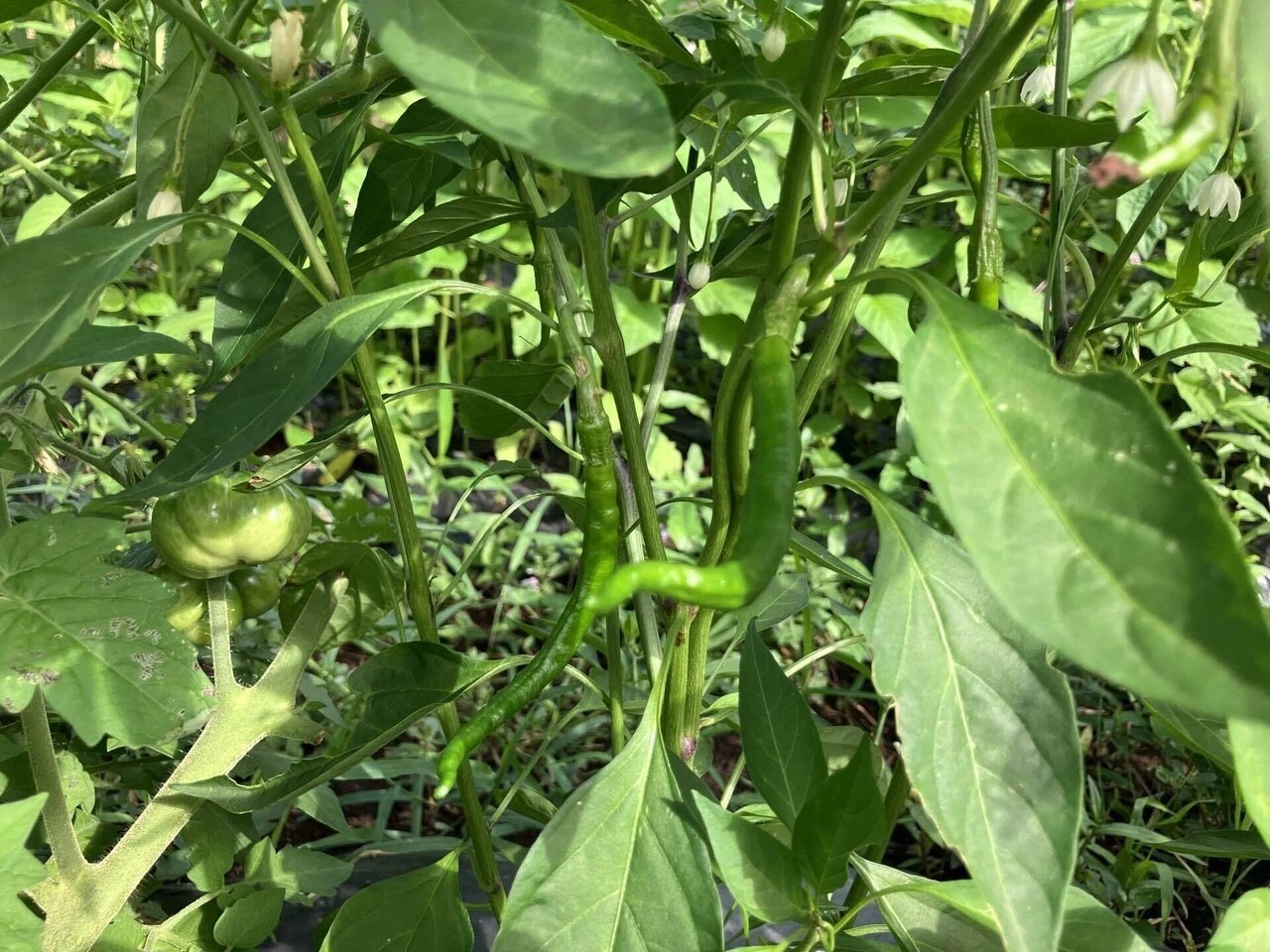 あじめこしょうの詳細画像 その18