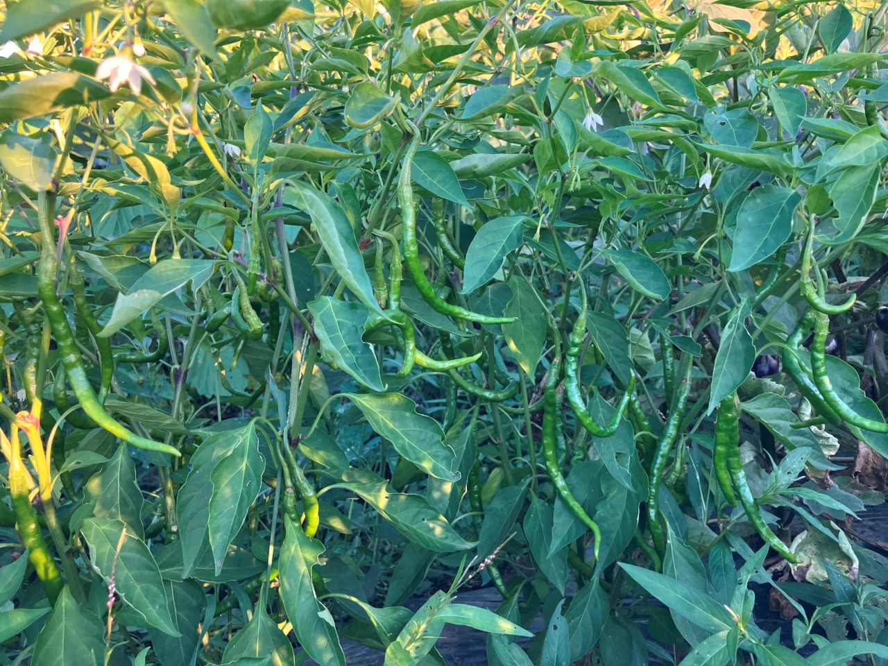 あじめこしょうの詳細画像 その19