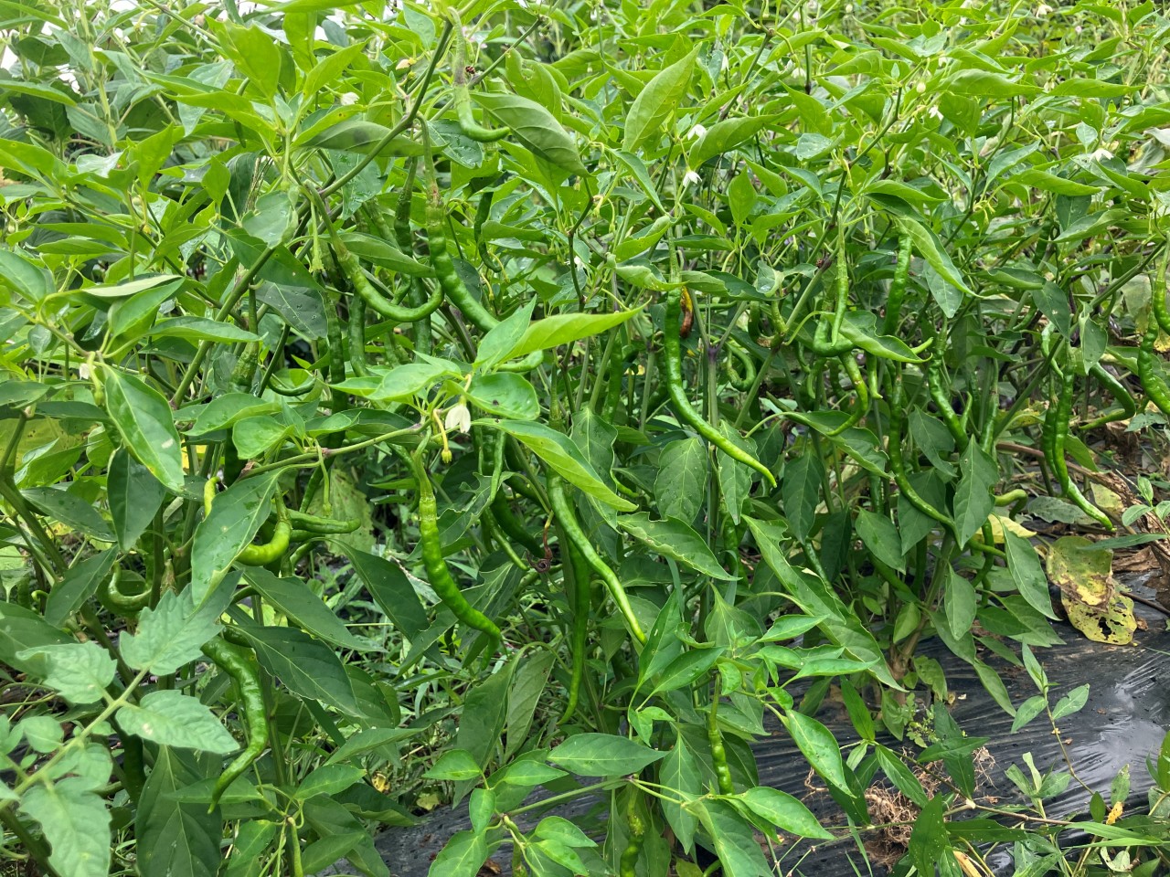 あじめこしょうの詳細画像 その20