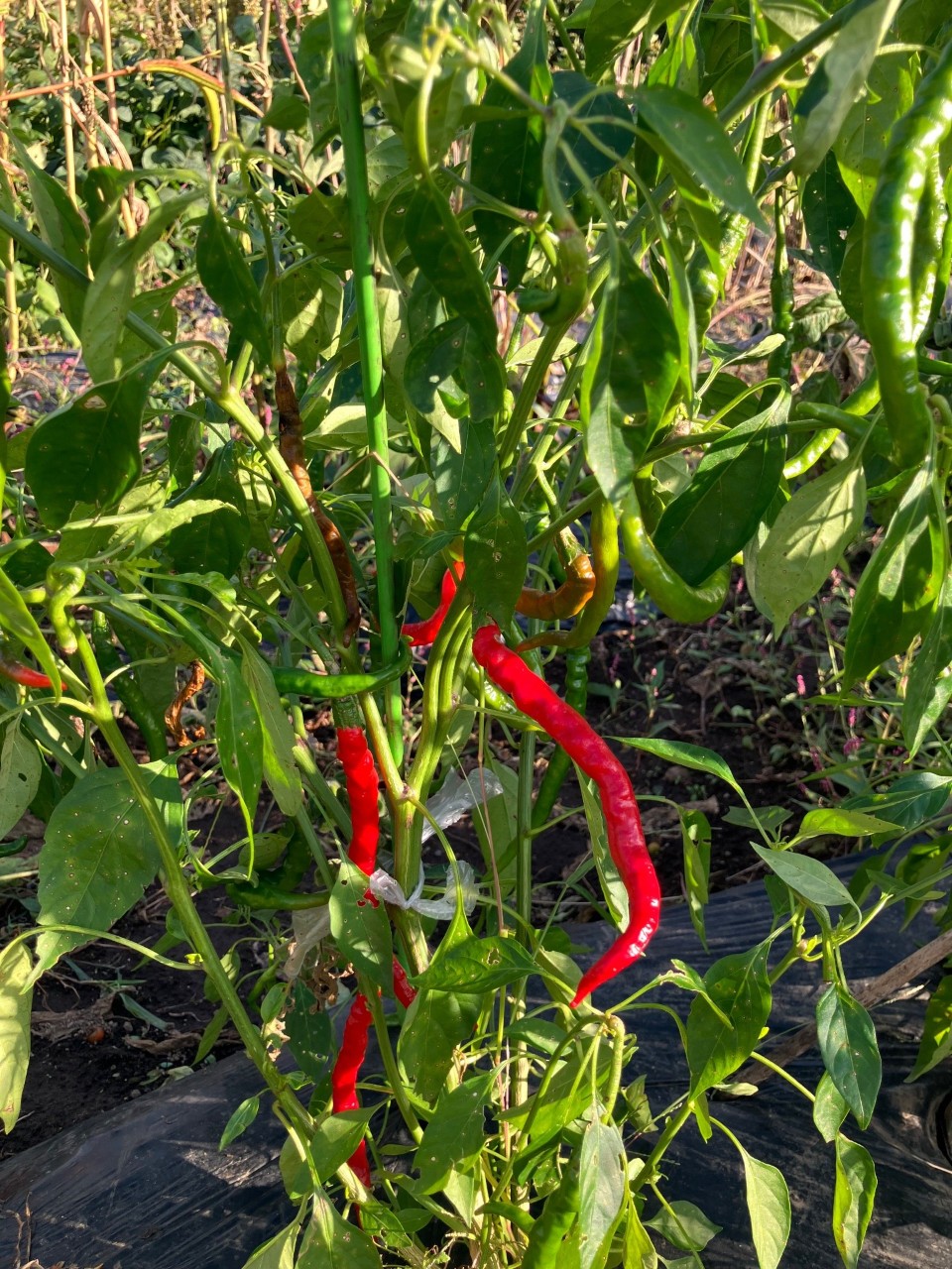 あじめこしょうの詳細画像 その23