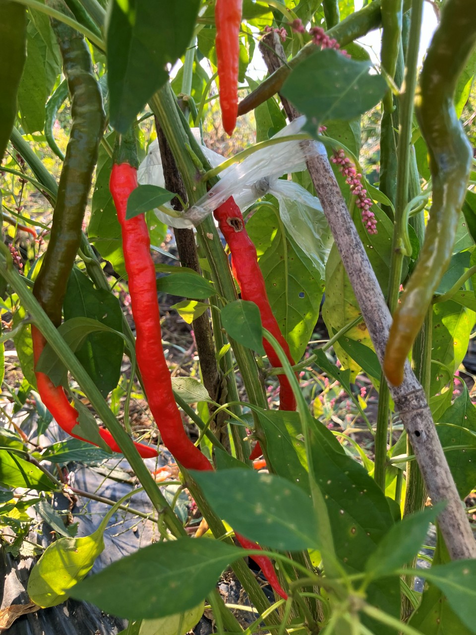 あじめこしょうの詳細画像 その24