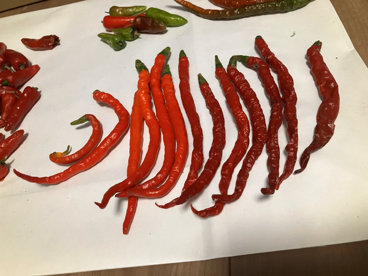 あじめこしょうの詳細画像 その26