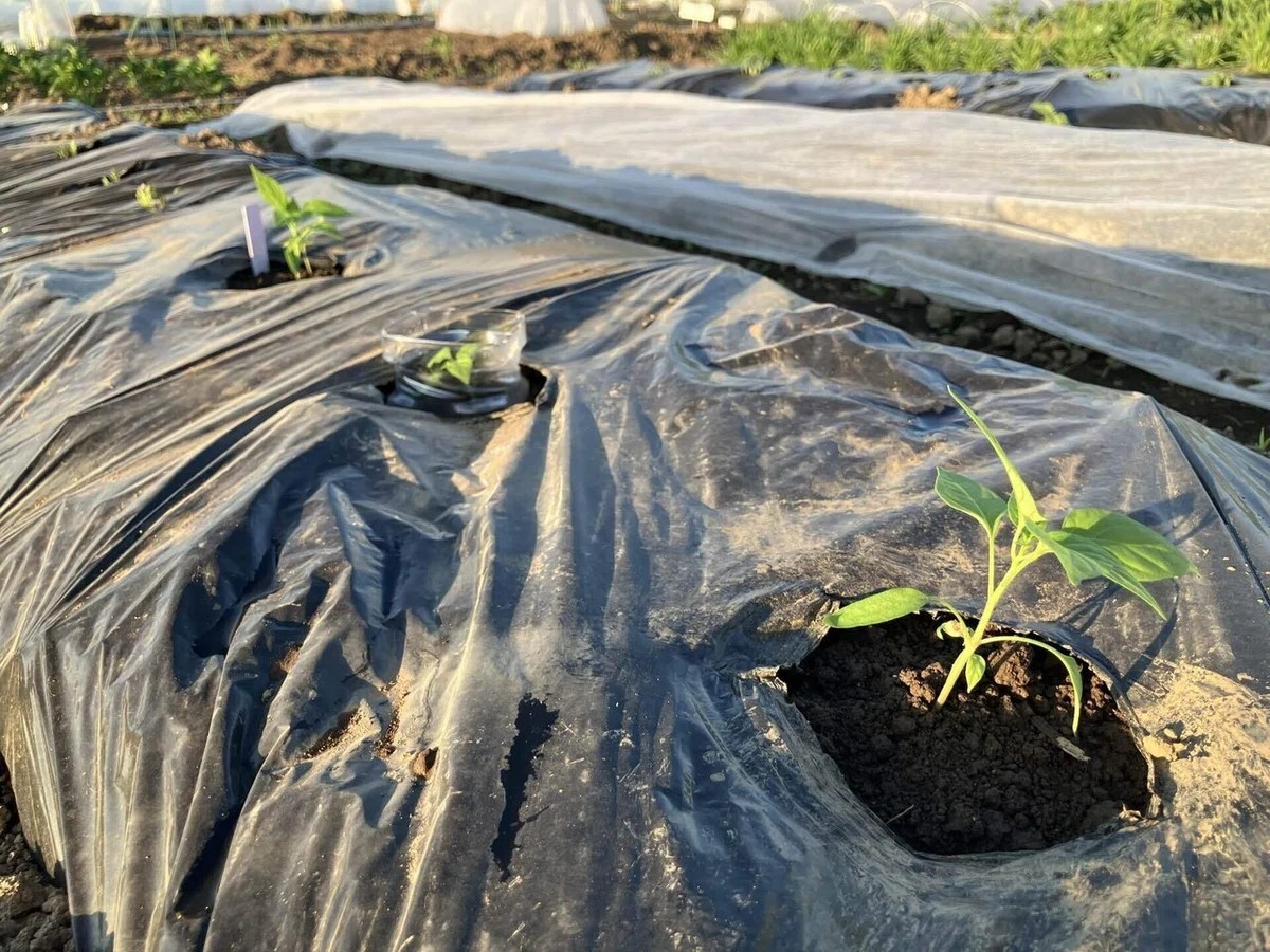 あじめこしょうの詳細画像 その6