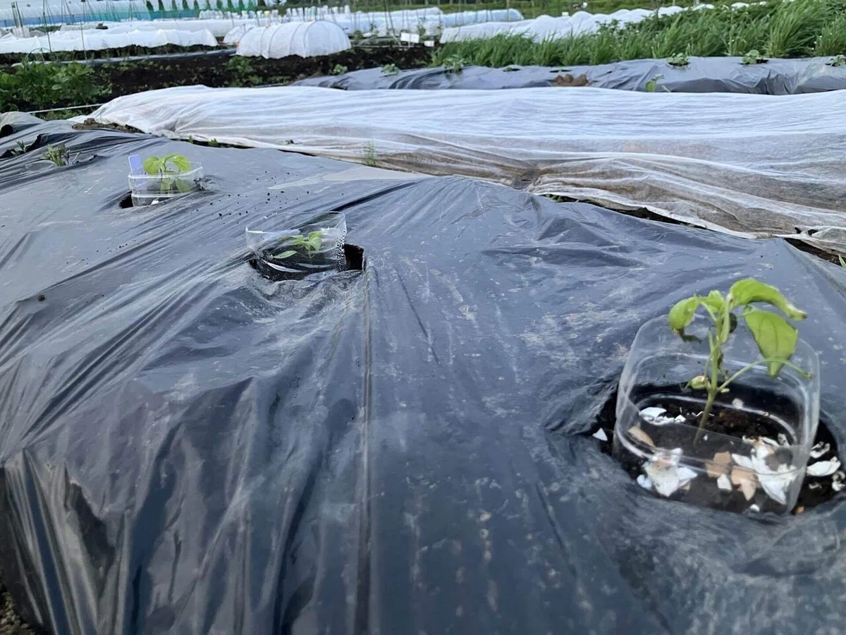 あじめこしょうの詳細画像 その7