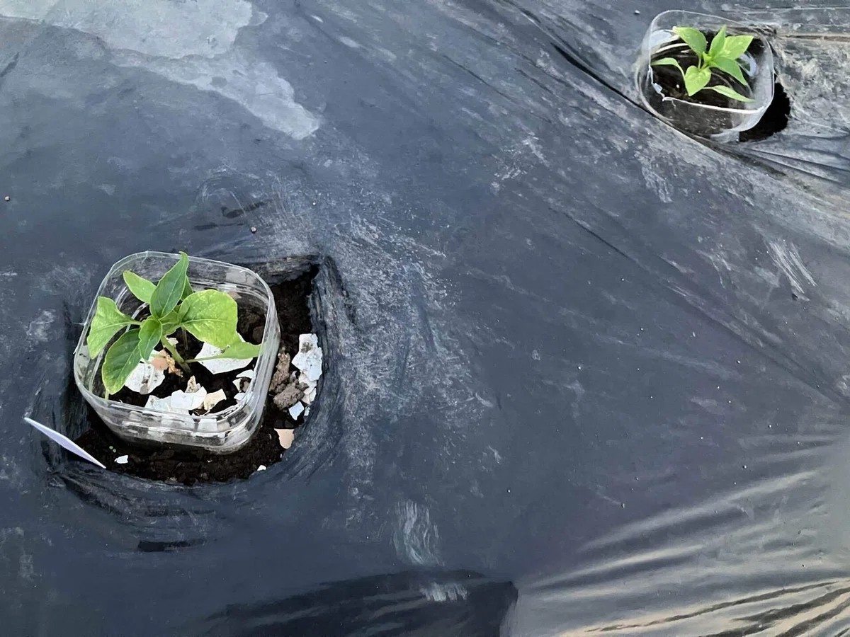 あじめこしょうの詳細画像 その8