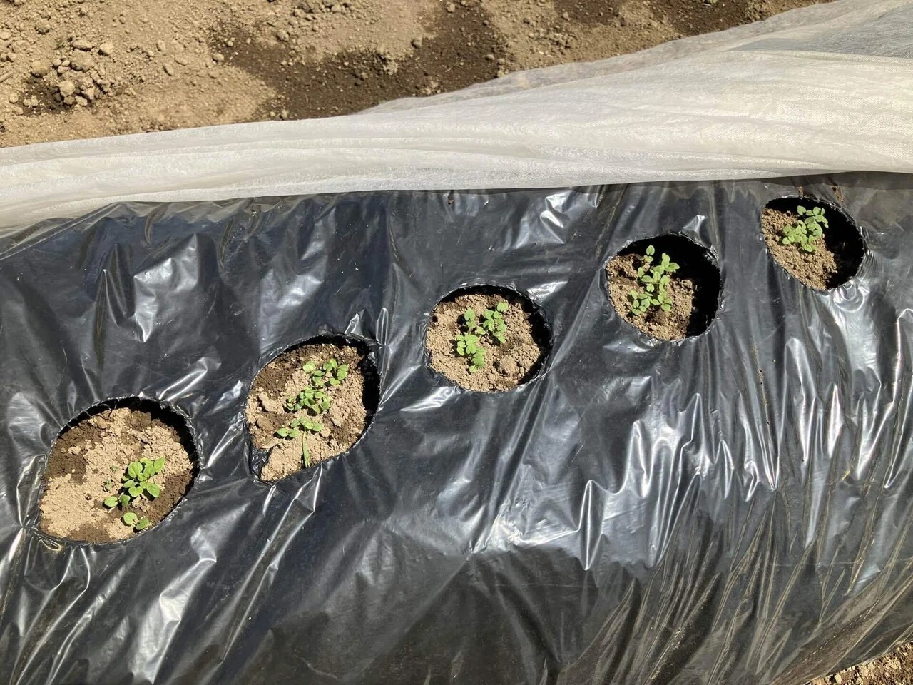 オカノリの詳細画像 その1