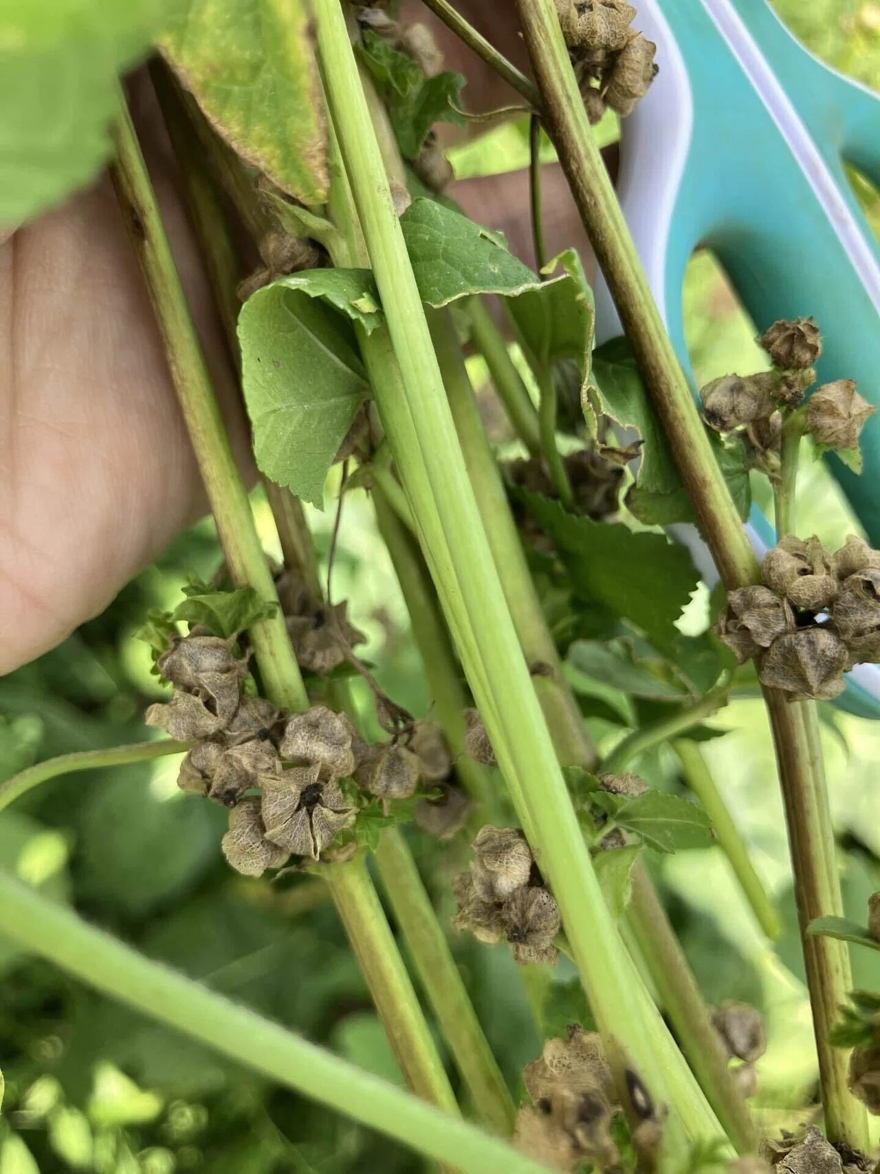 オカノリの詳細画像 その10