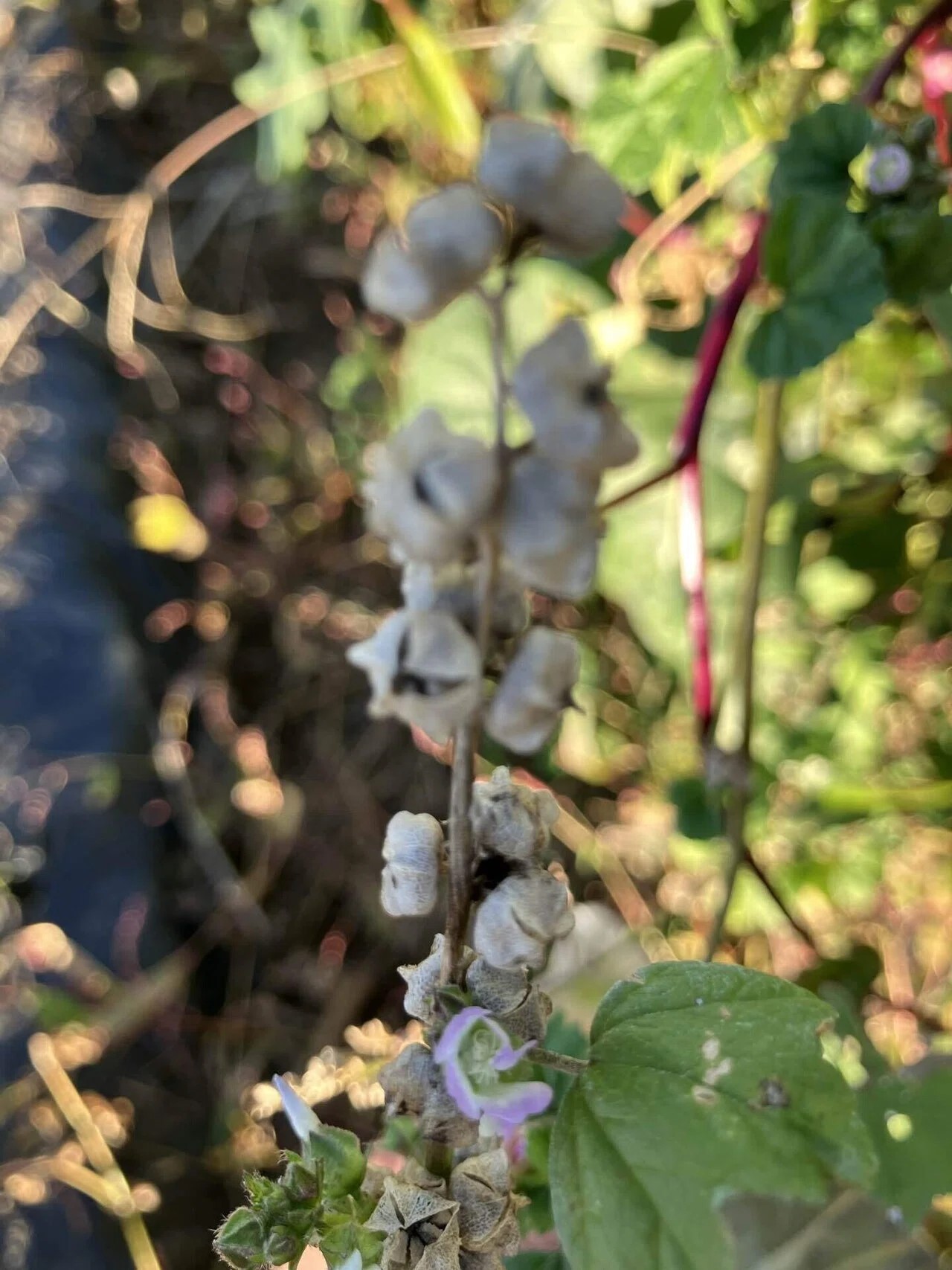 オカノリの詳細画像 その11