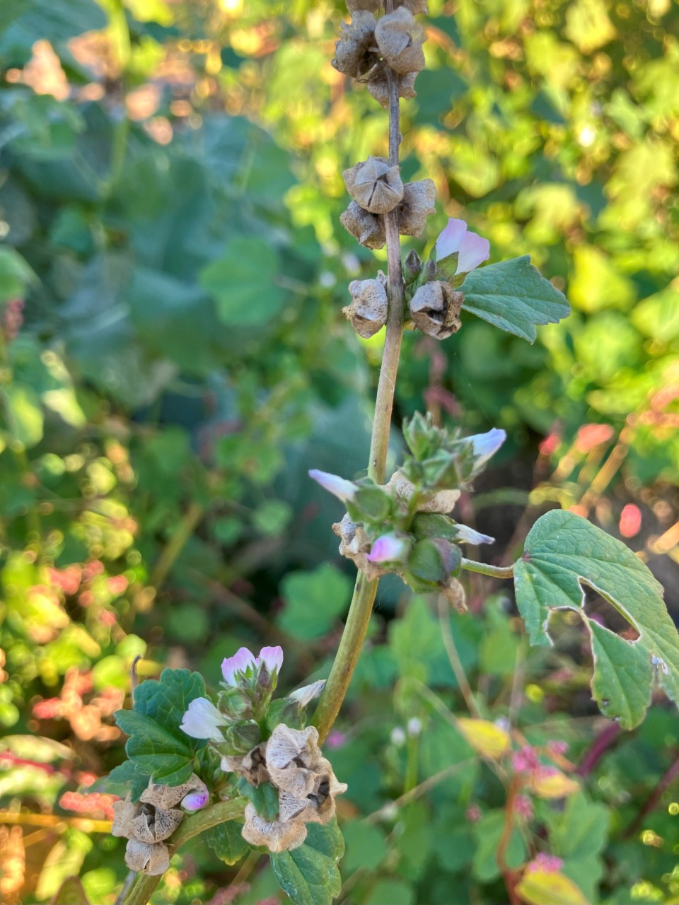 オカノリの詳細画像 その12