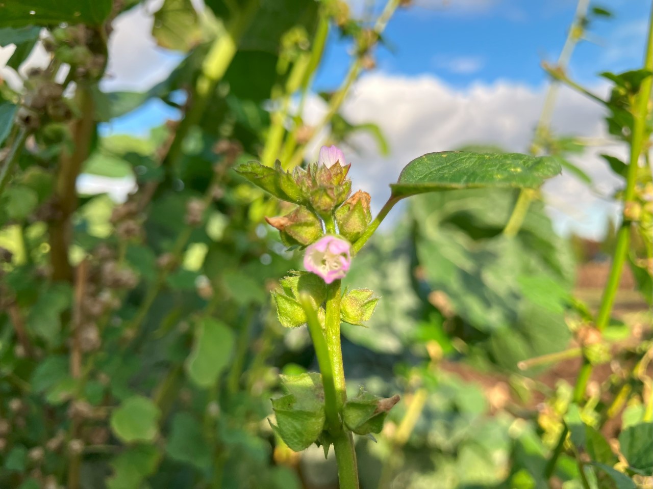 オカノリの詳細画像 その13