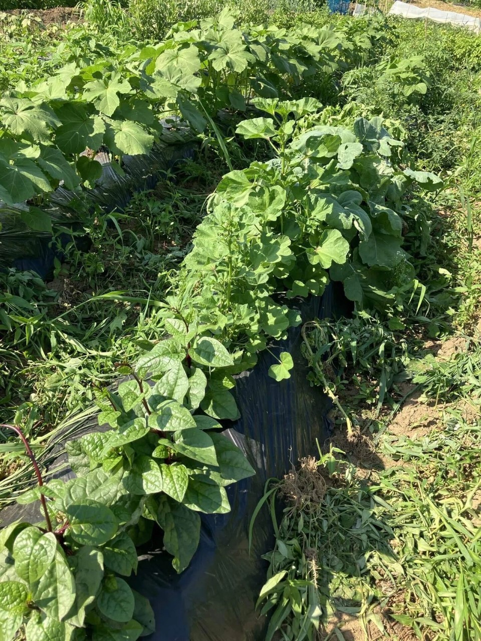 オカノリの詳細画像 その2